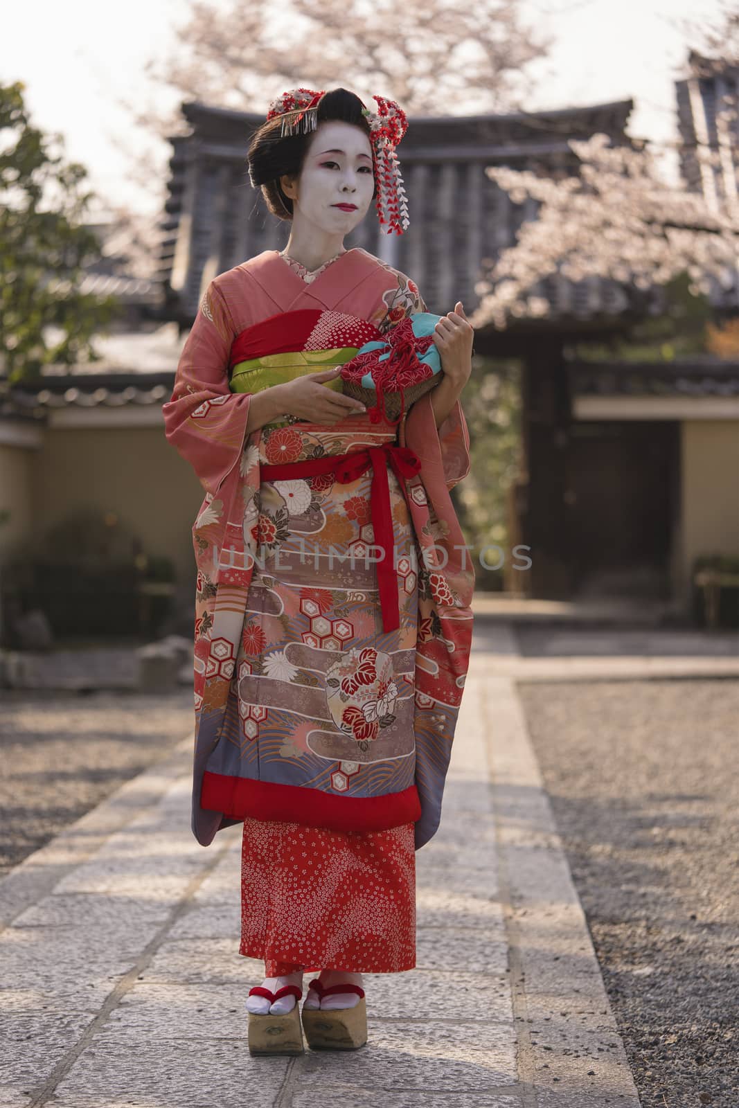 Maiko in a kimono walking on a stone path in front of the gate of a traditional Japanese temple surrounded by cherry blossoms in sunset.