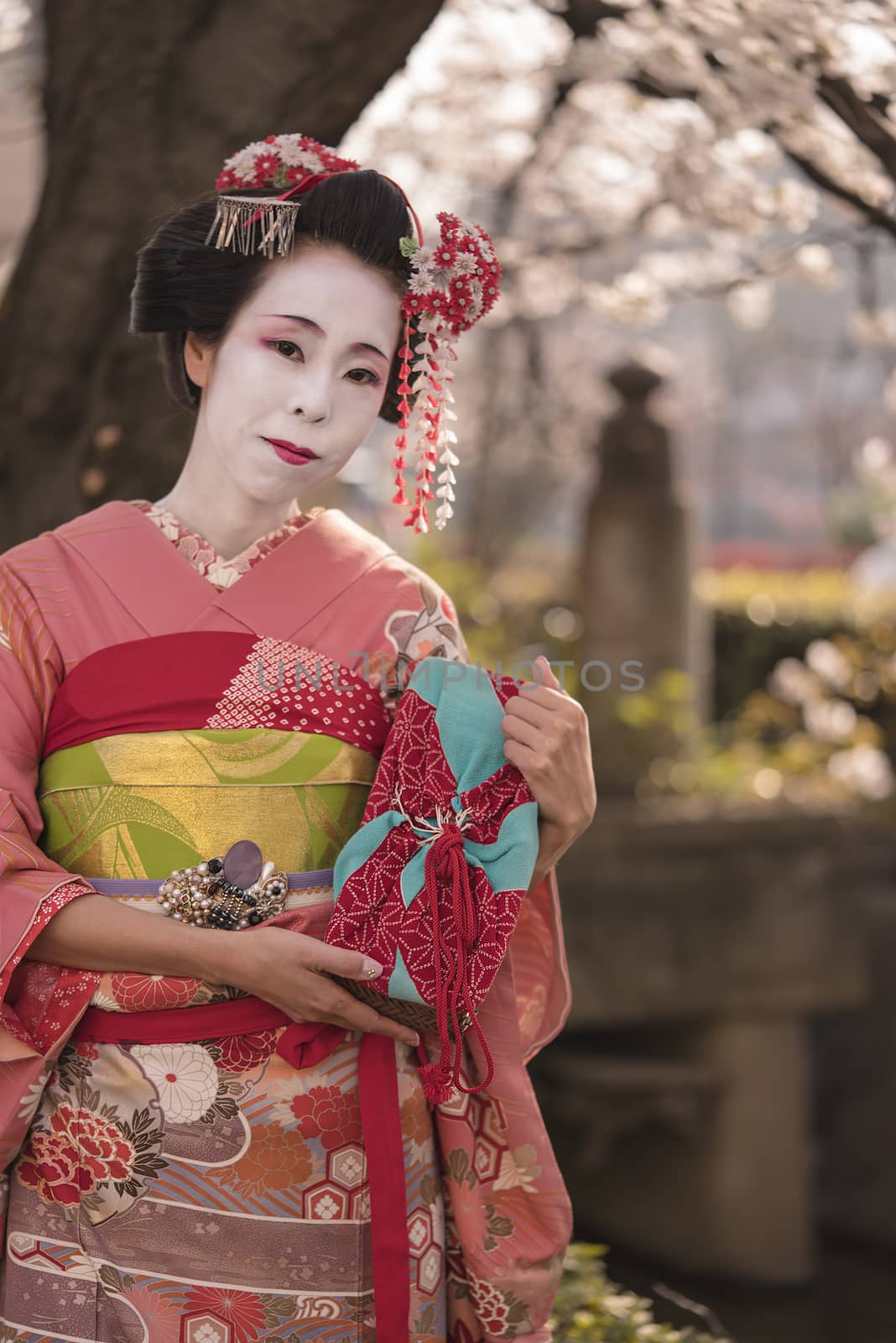 Maiko in kimono posing in front of a cherry blossom near a bridge of the kennin temple in Kyôto.