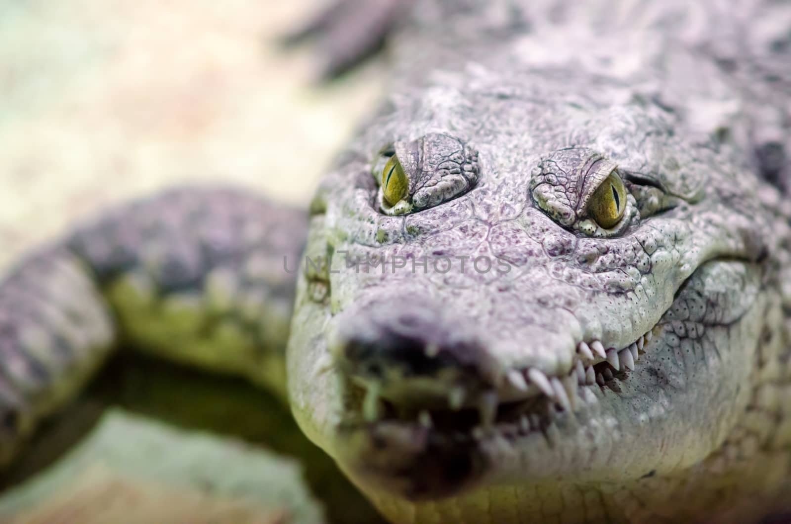 crocodile head with toothy mouth and yellow eye close up on a green background