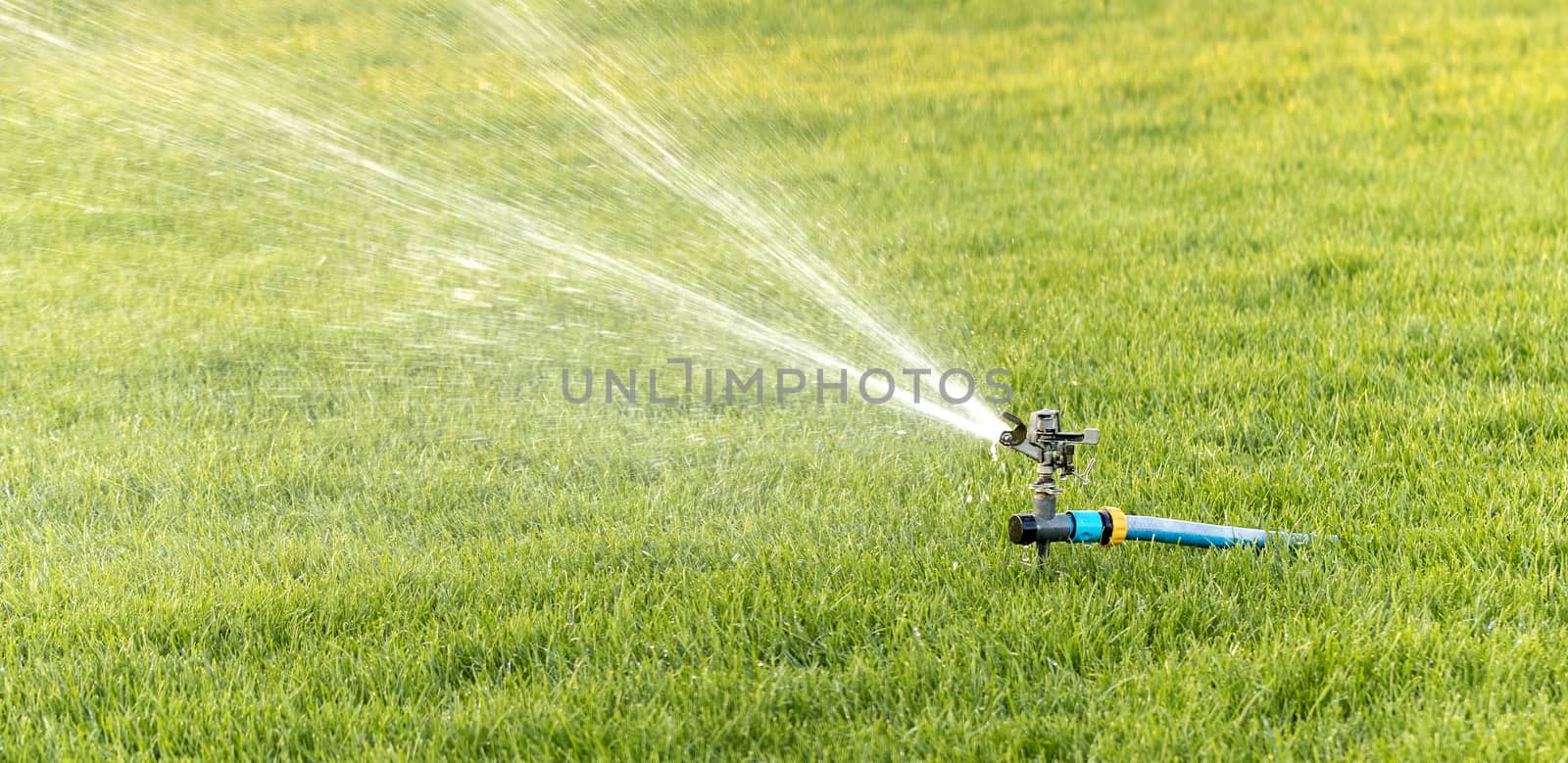 A close-up of a horizontal oscillating sprinkler for lawns that pours a little withered grass