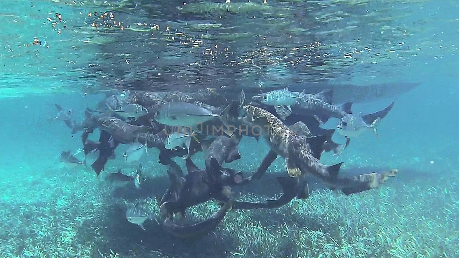 Nurse sharks and tuna around boat in the caribbean swimming snorkeling in the ocean