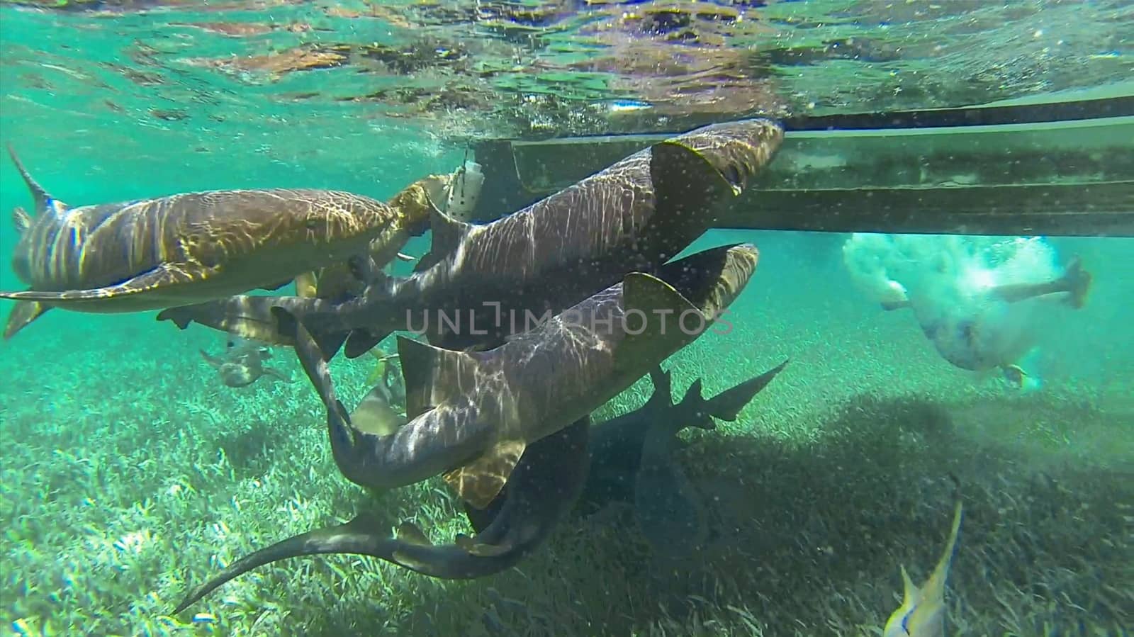 nurse sharks feeding round boat in belize shark ray alley caribbean snorkel swimming