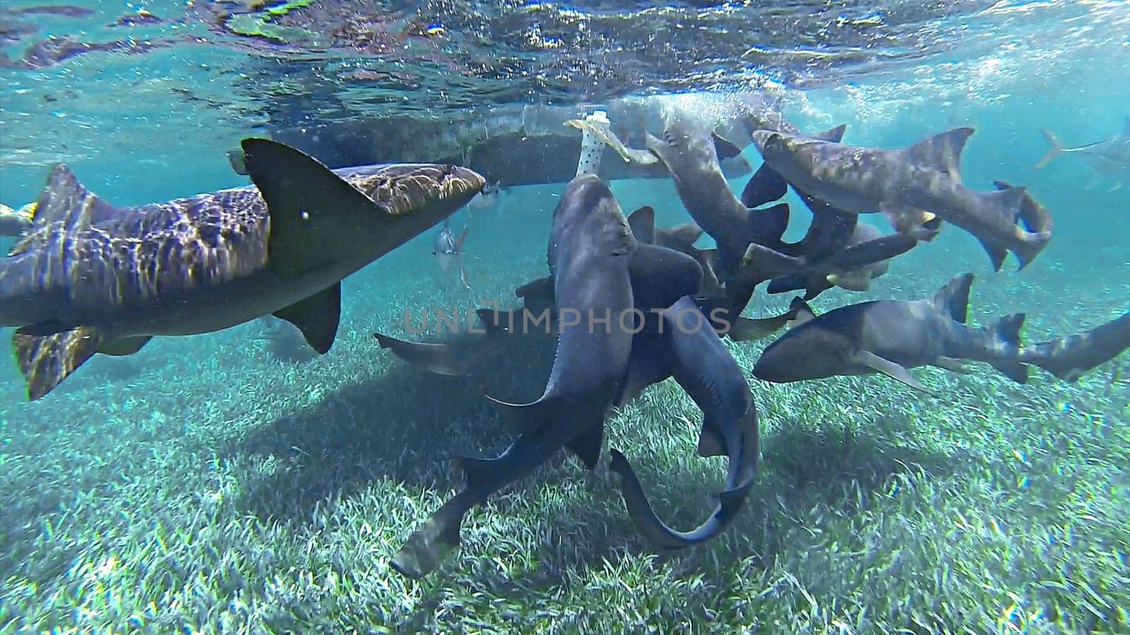 underwater shot of swimming with nurse sharks feeding in the caribbean sea ocean in belize shark ray alley