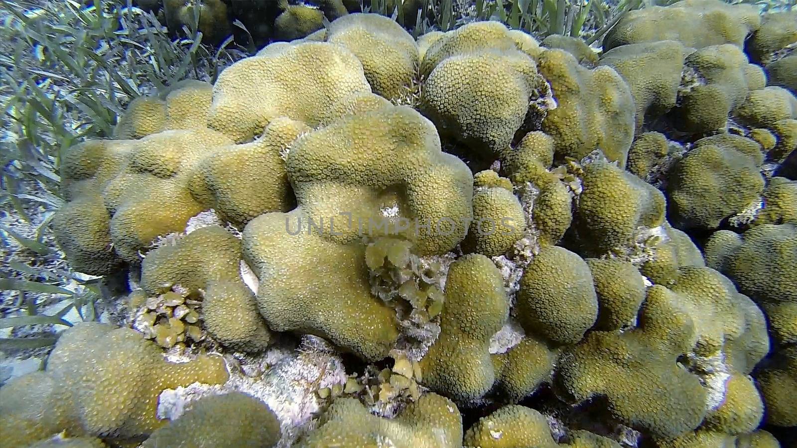 massive coral in belize caribbean meso american reef