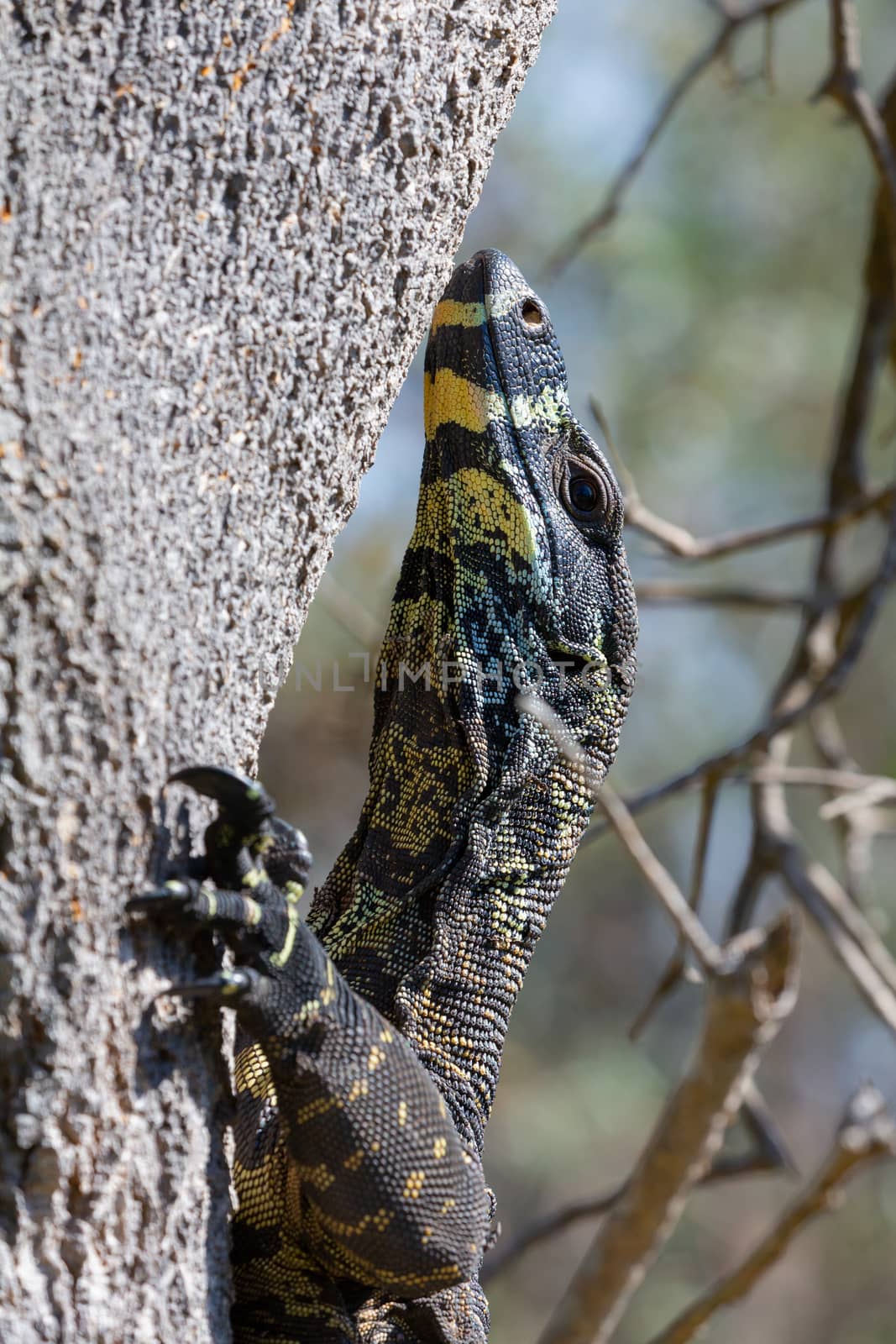 Goanna lizard climbing a tree  by lovleah