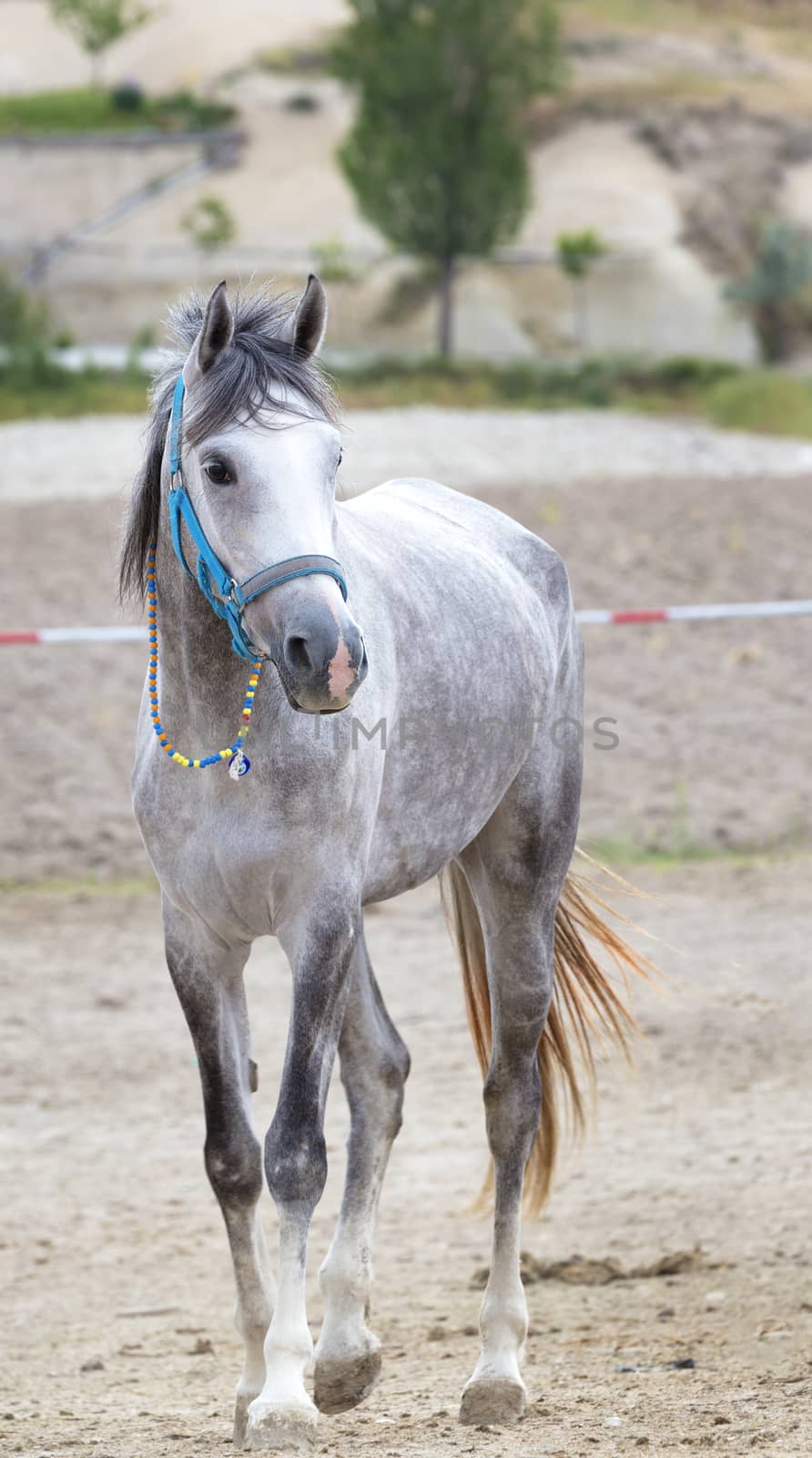 A young gray horse with a bright turquoise bridle and round multicolored beads around his neck stands in the field