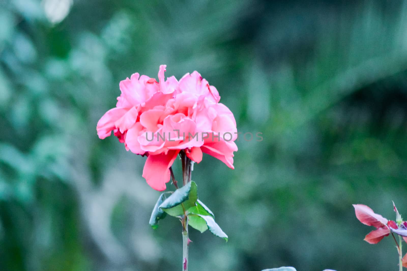 Beautiful red roses in the summer garden. close up pink rose and buds on green background. flower garden in the botanical garden. summer time concept.