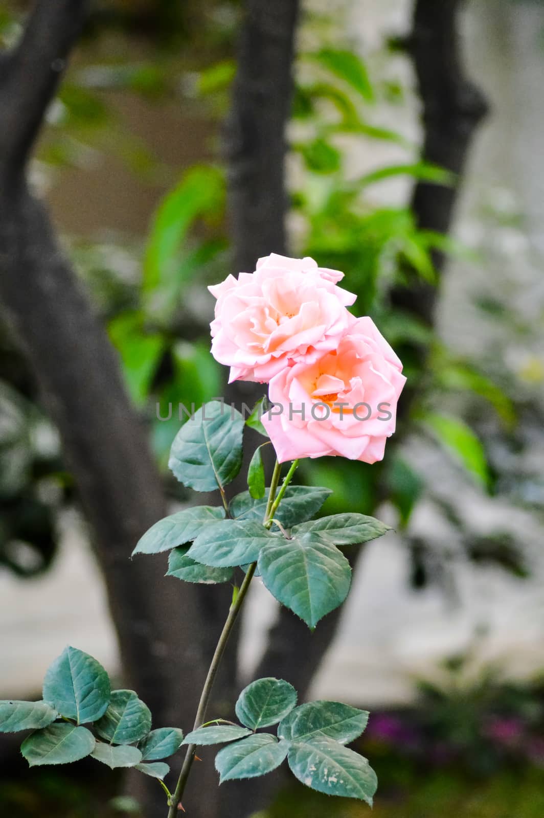 Beautiful pink roses in summer garden. close up pink rose  by Philou1000