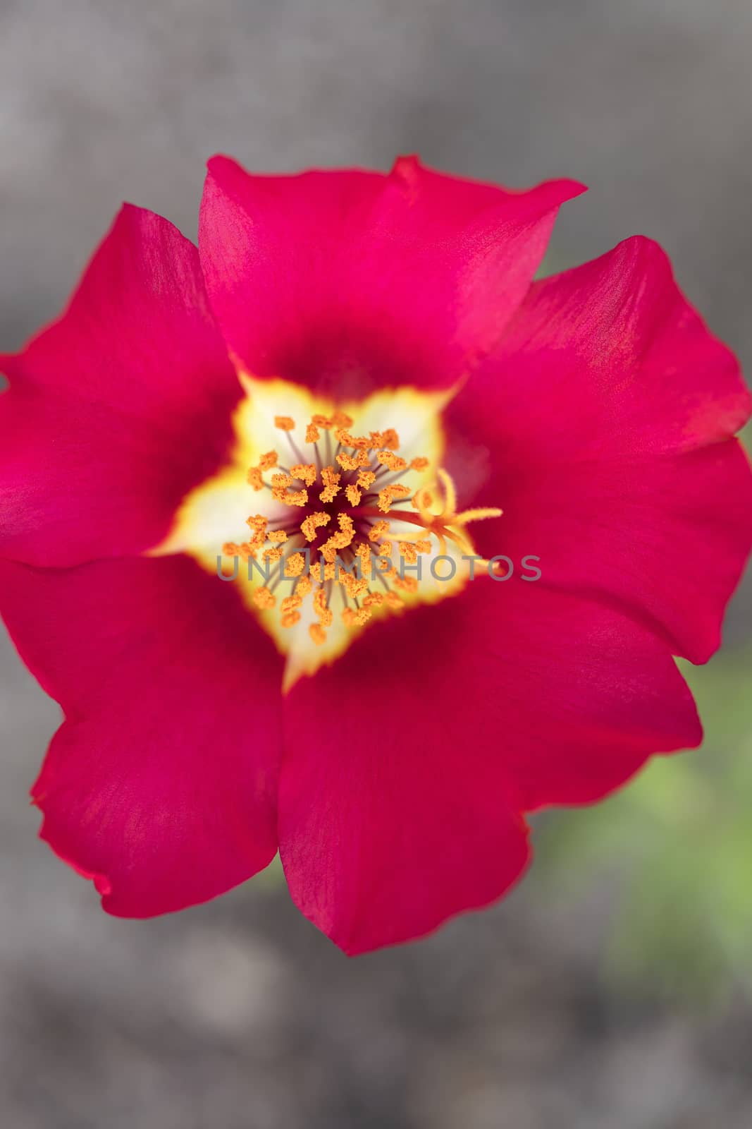 Orange stamens on a red flower background, close-up by Sergii