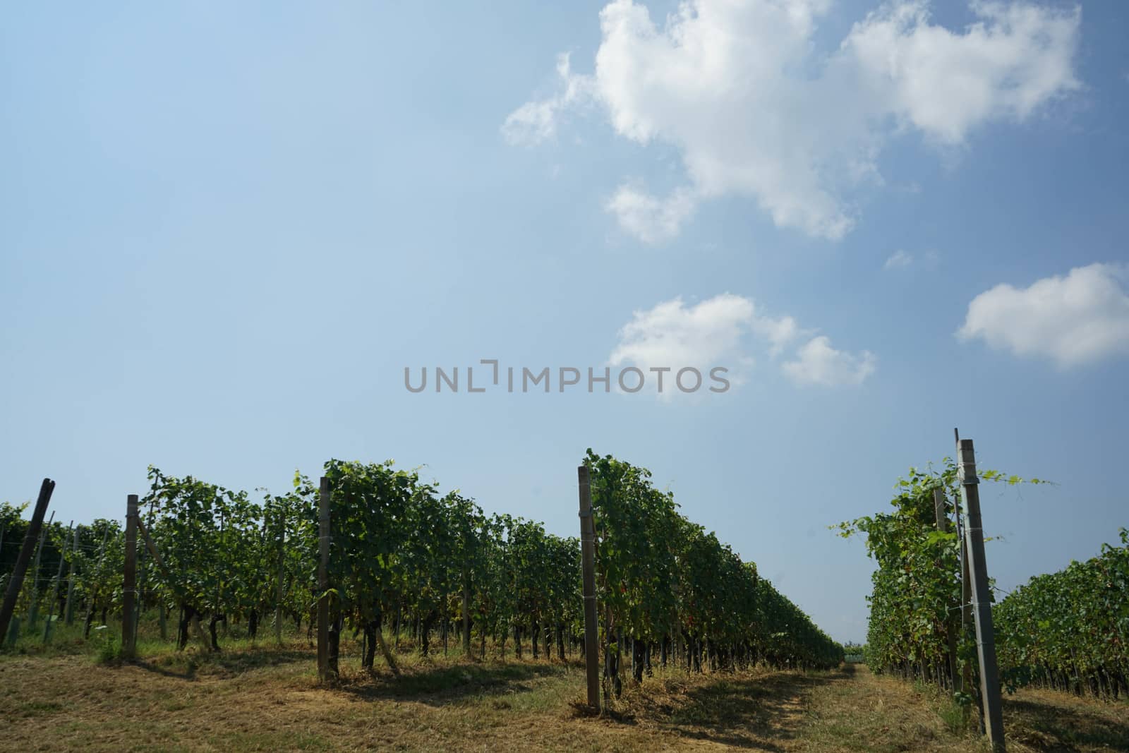 View of the vineyards near La Morra, Piedmont by cosca
