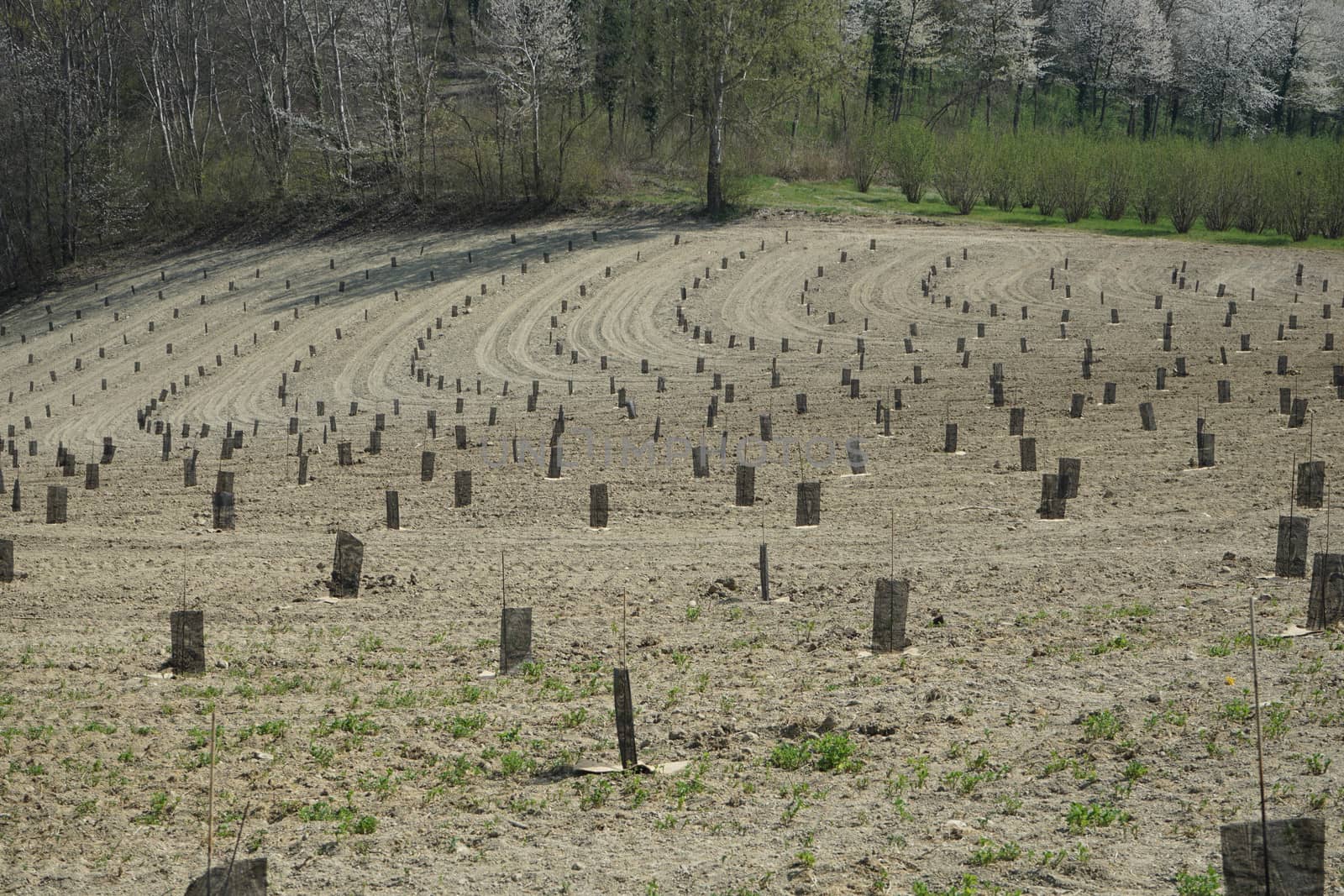 A field of young hazelnut trees near Alba in Piedmont, Italy by cosca