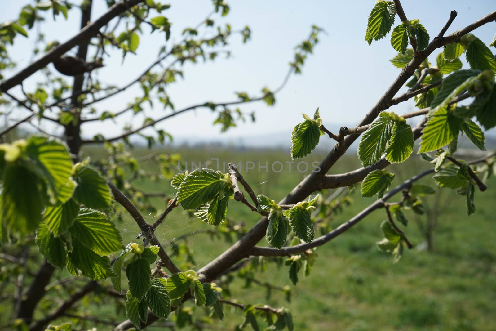 Hazelnut plant in the Langhe, Piedmont - Italy by cosca