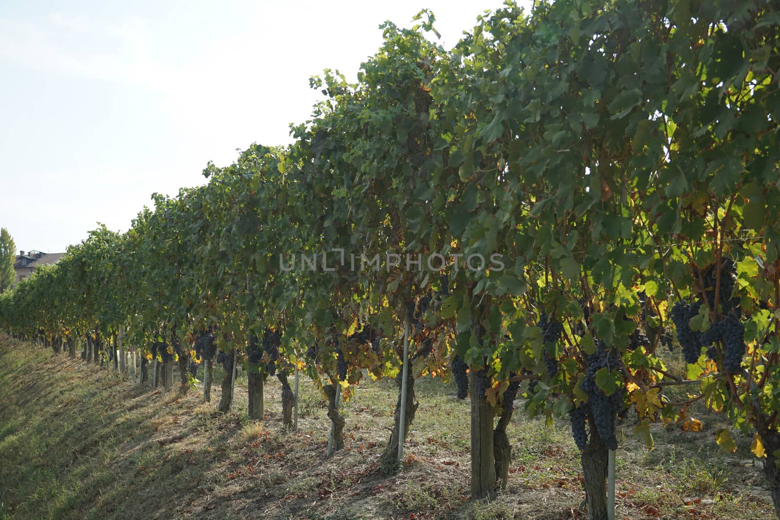 Vineyards waiting for harvest