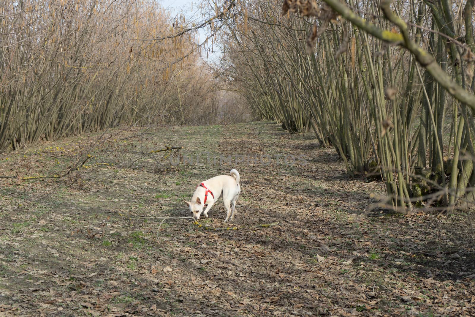 A young truffle dog in a hazel grove of the Langhe, Piedmony - I by cosca