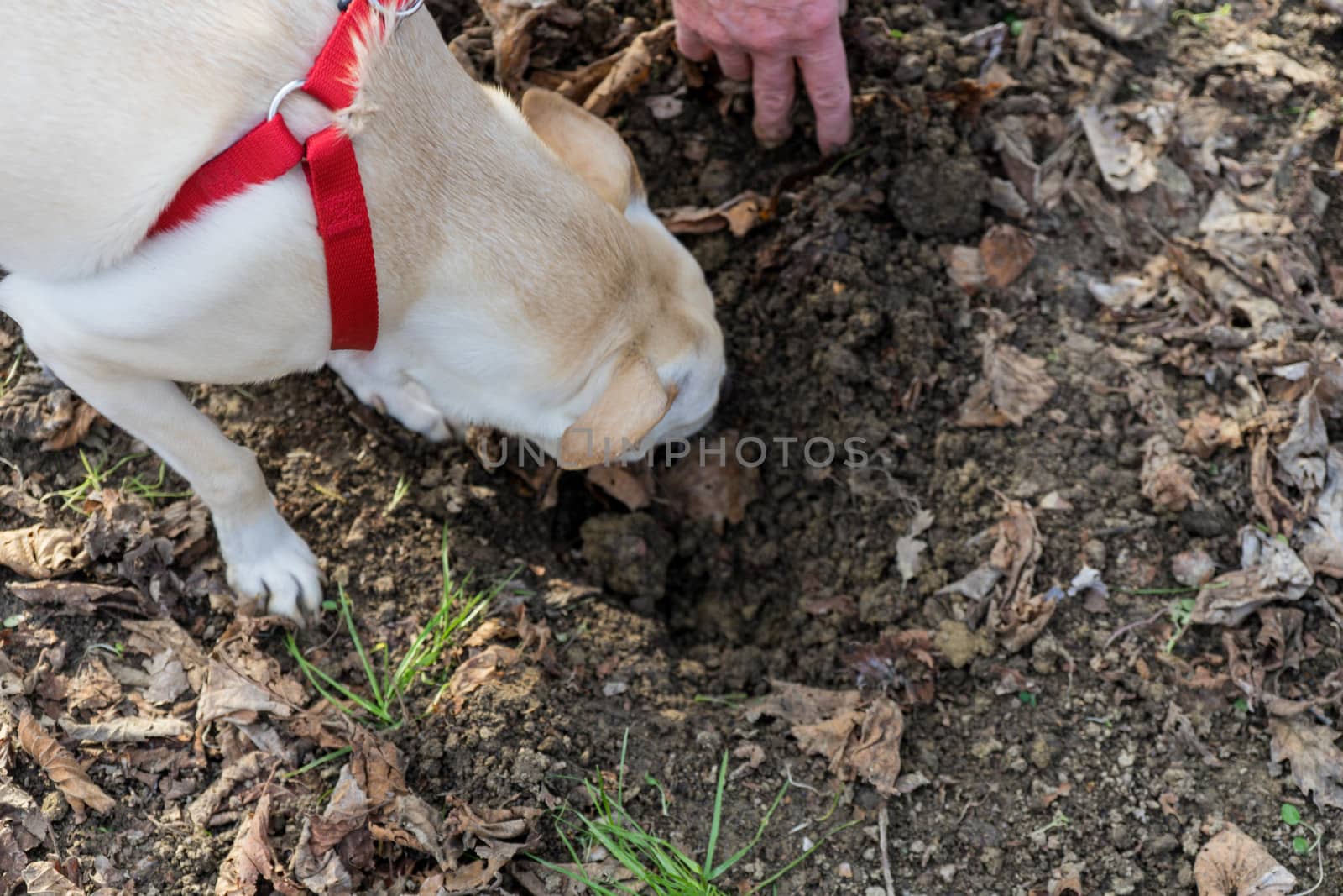 A young truffles dog is looking for truffle in a hazel grove of the Langhe, Piedmony - Italy