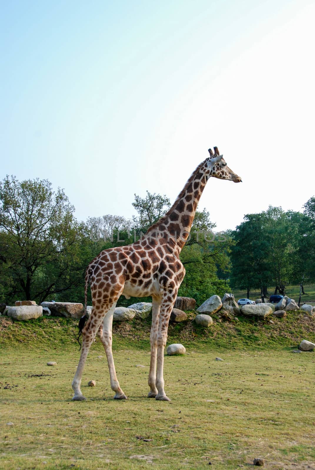 Giraffe in a park in Italy by cosca