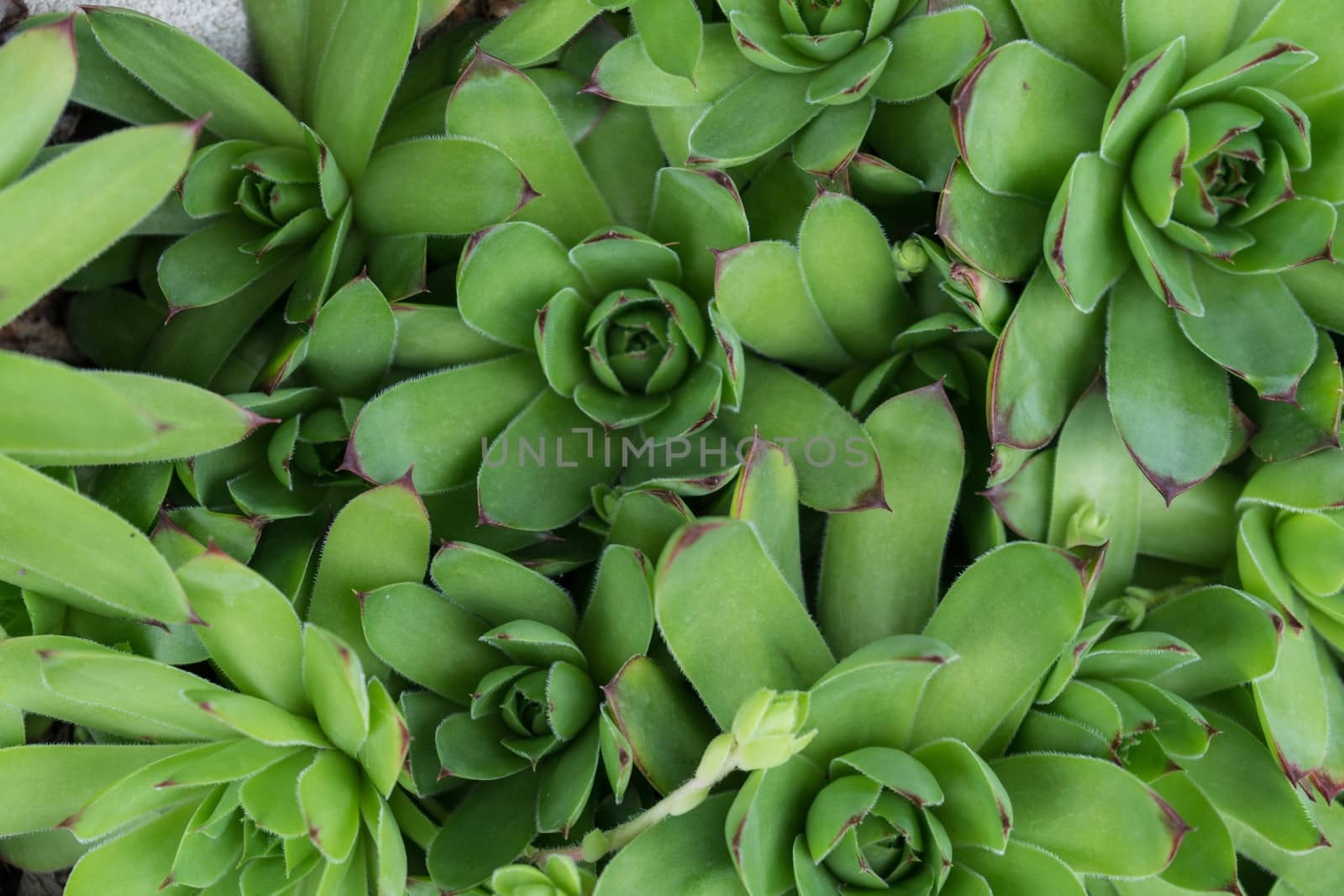 Succulents by cosca