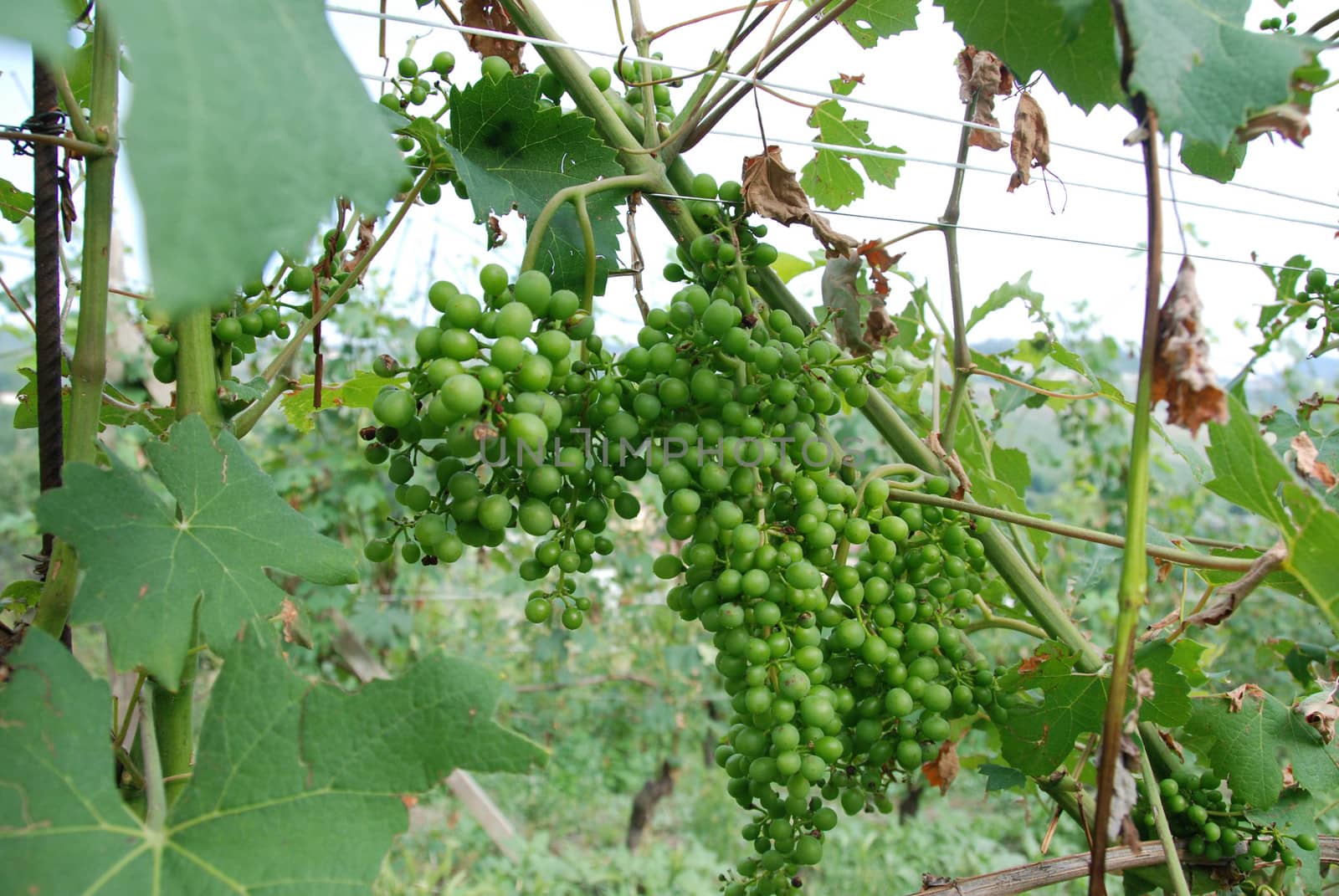 Nebbiolo grapes in Langhe vineyards, Piedmont - Italy