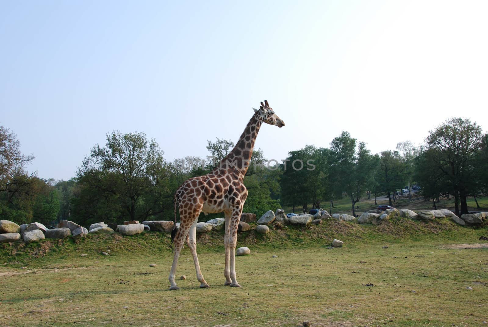 Lonely giraffe in a park