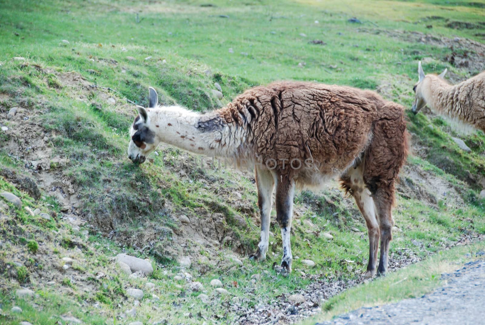 Lama by cosca