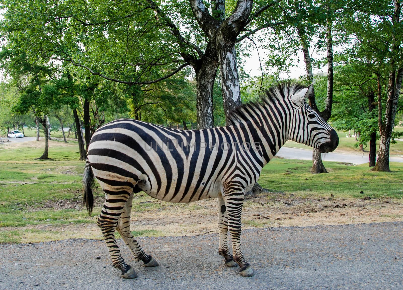A zebra in a park. Full picture