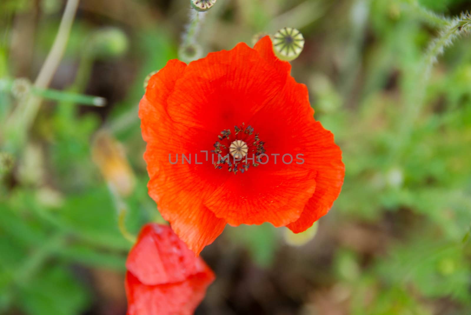 In a green meadow a red pavar