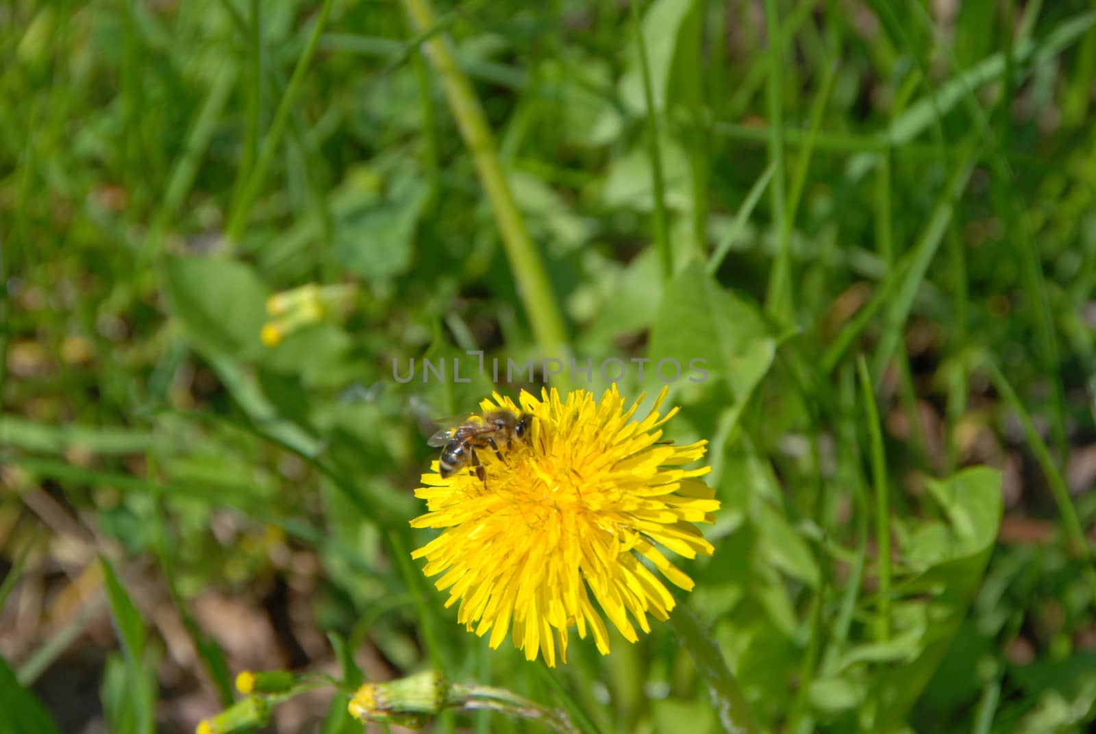 The bee collects pollen on a yellow flower