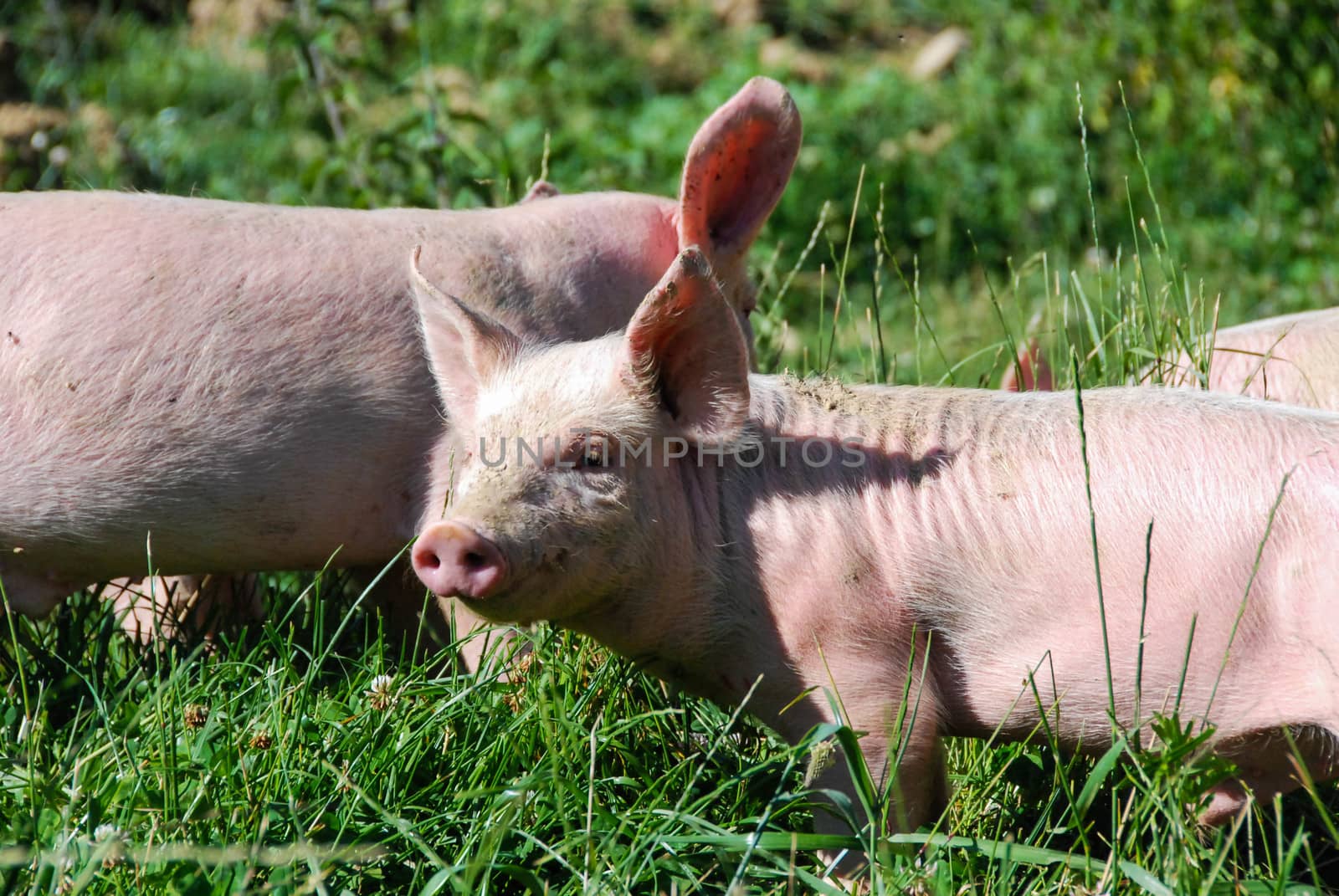 Free pigs in a green meadow