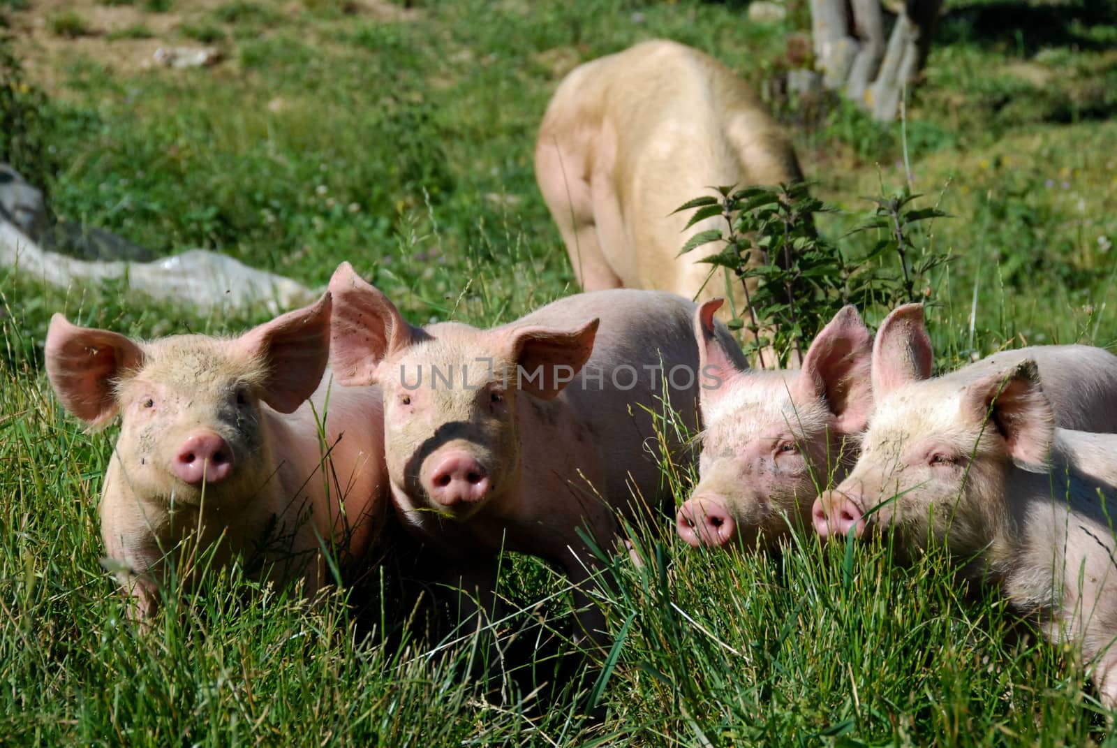 Some piglets looking for food