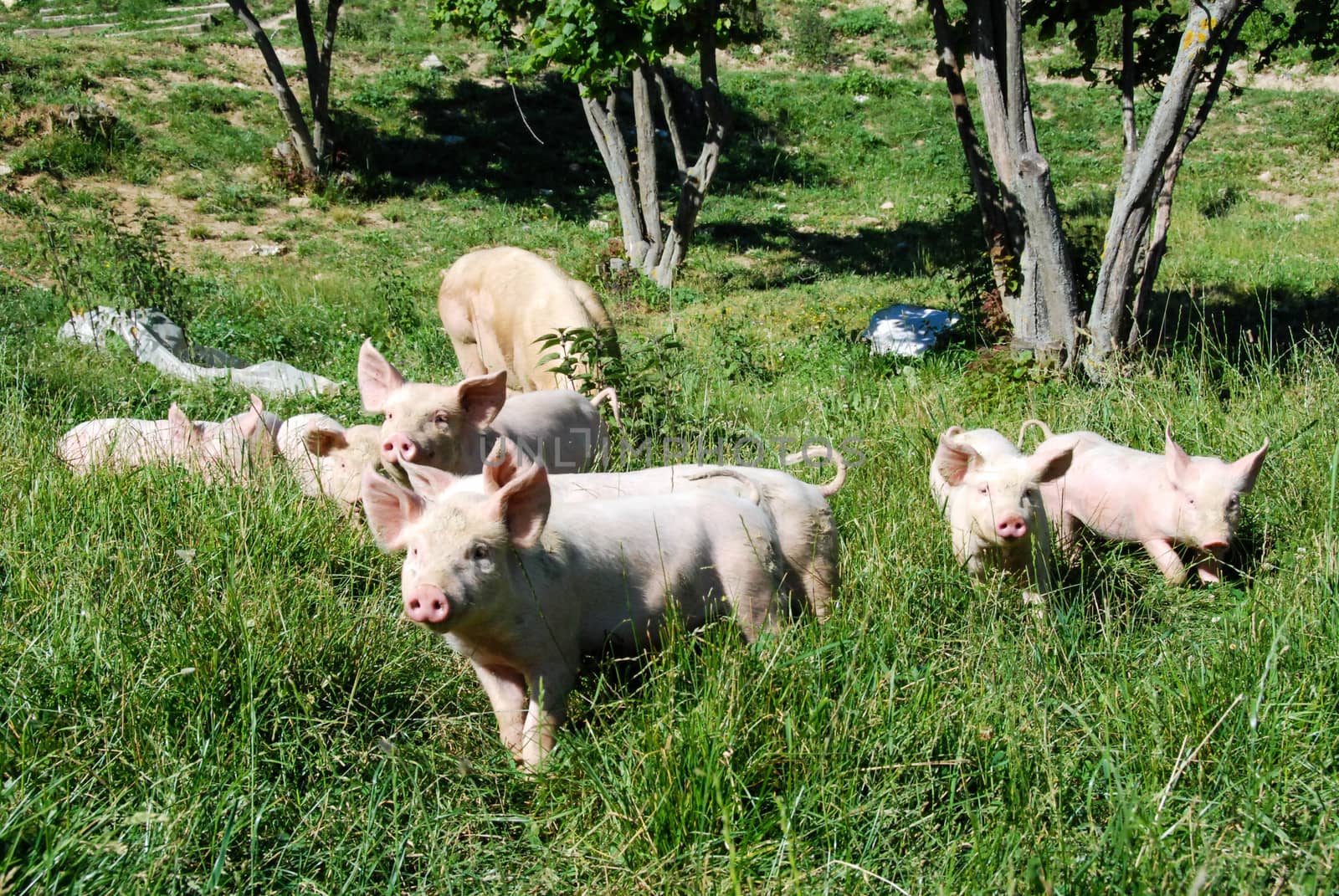 Some piglets run in a meadow by cosca