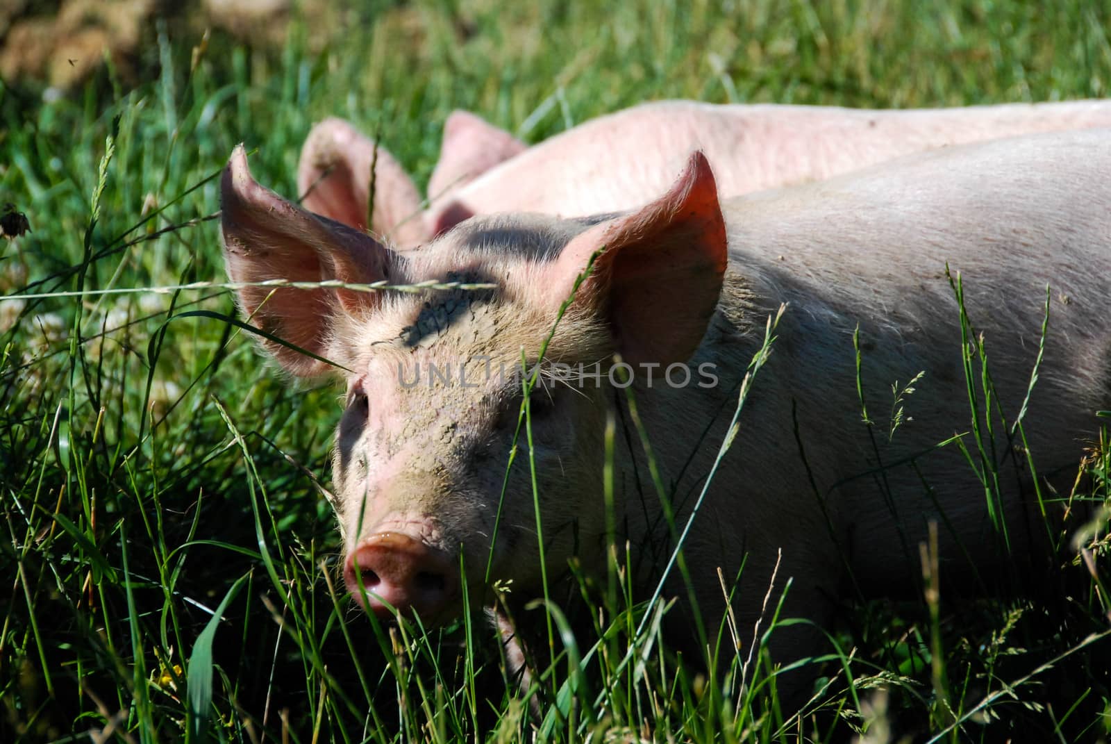 Free pigs in a green meadow