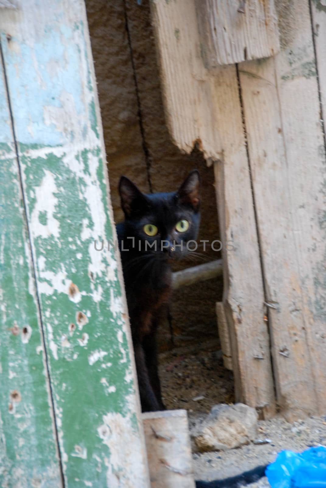 Lonely black cat behind old broken door