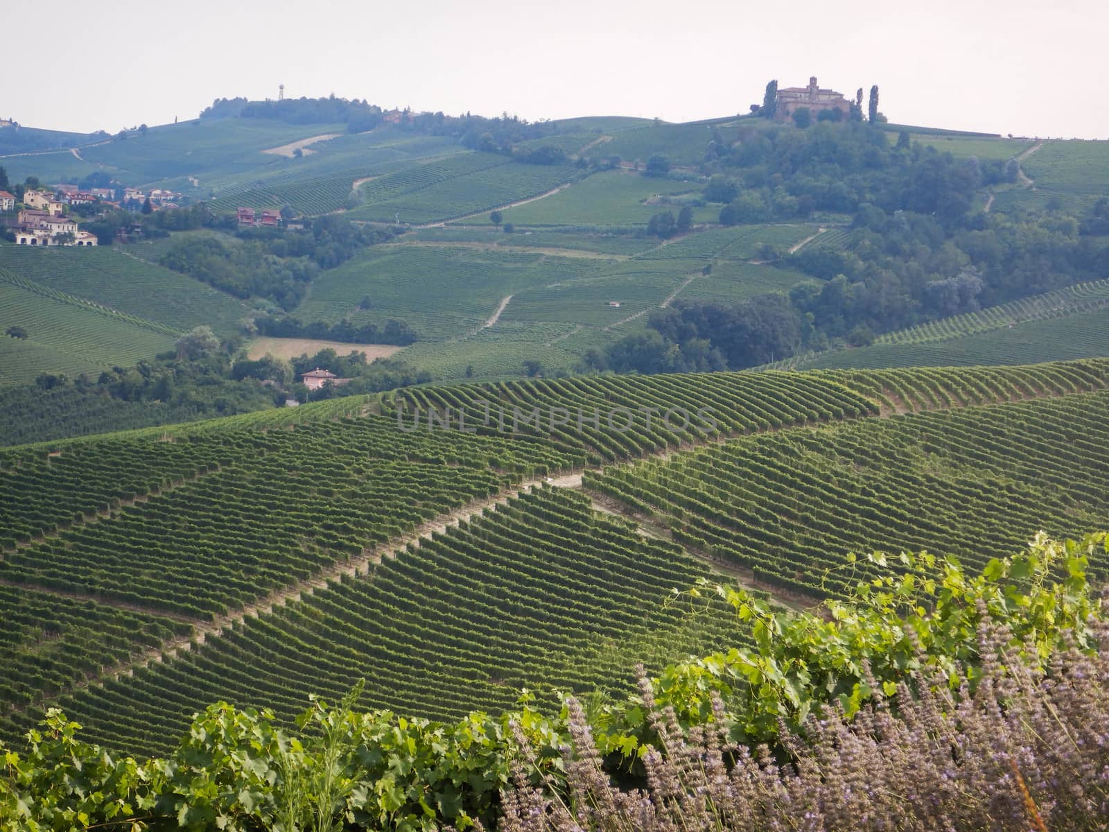 A view of country side near Barolo, Piedmont - Italy