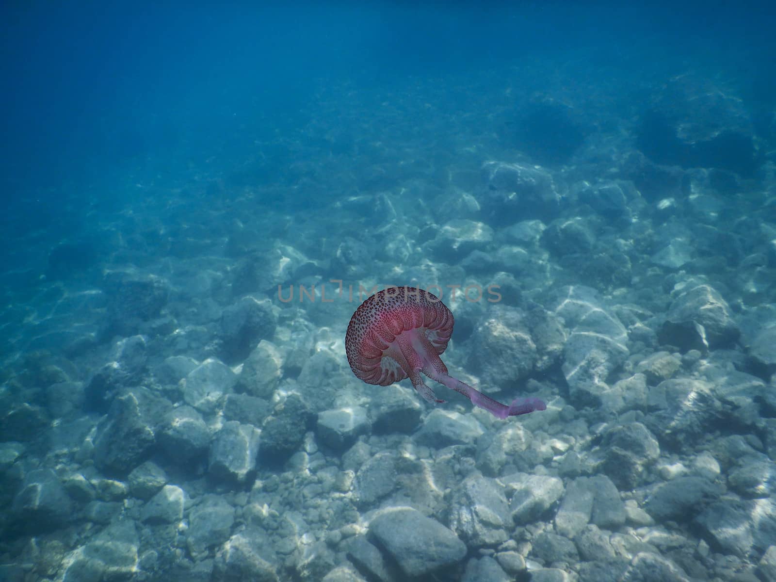 A pink jellyfish in the Ligurian Sea, Italy by cosca
