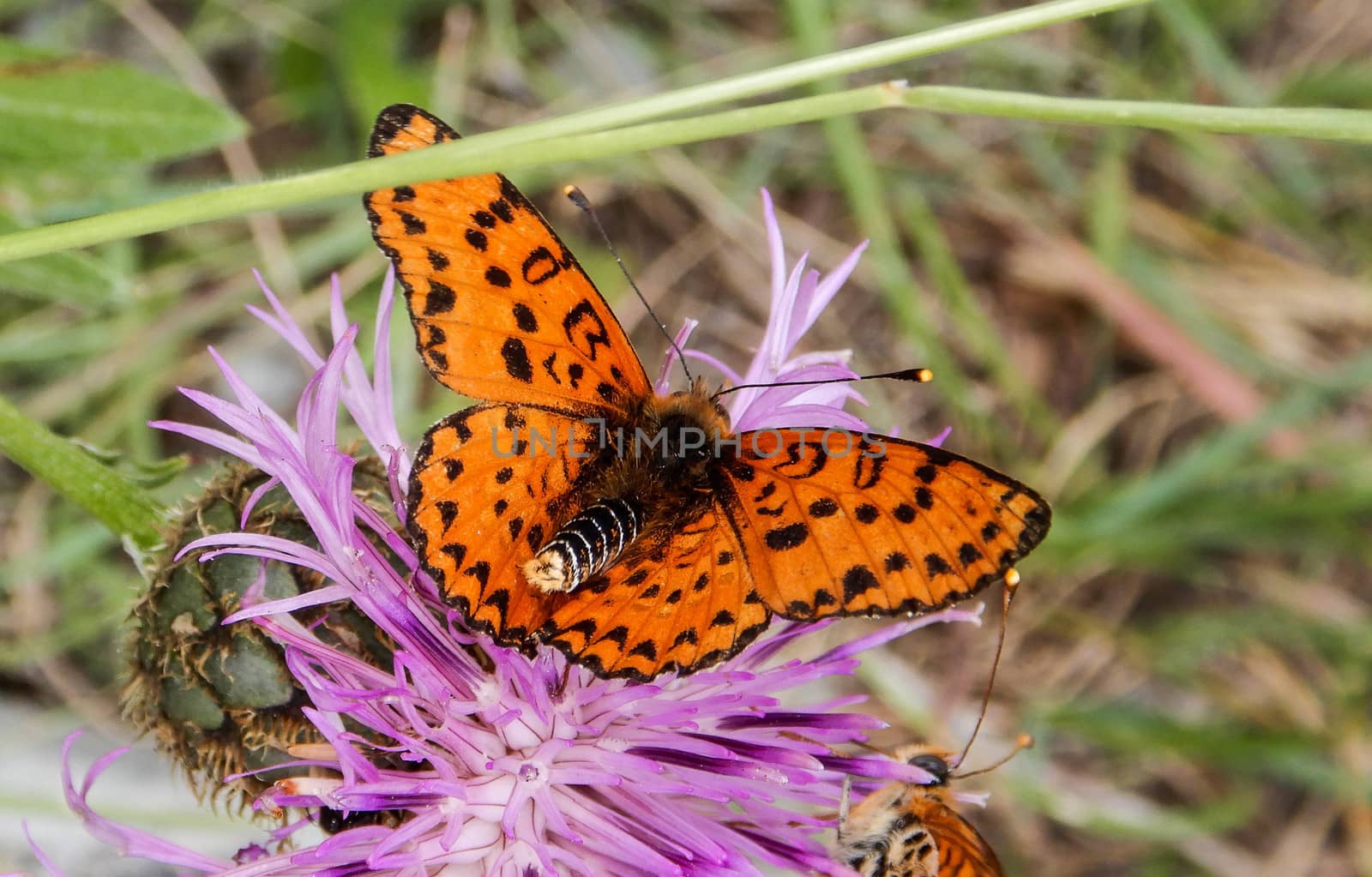 Butterflies on a flower on a path in Rocchetta Nervina by cosca