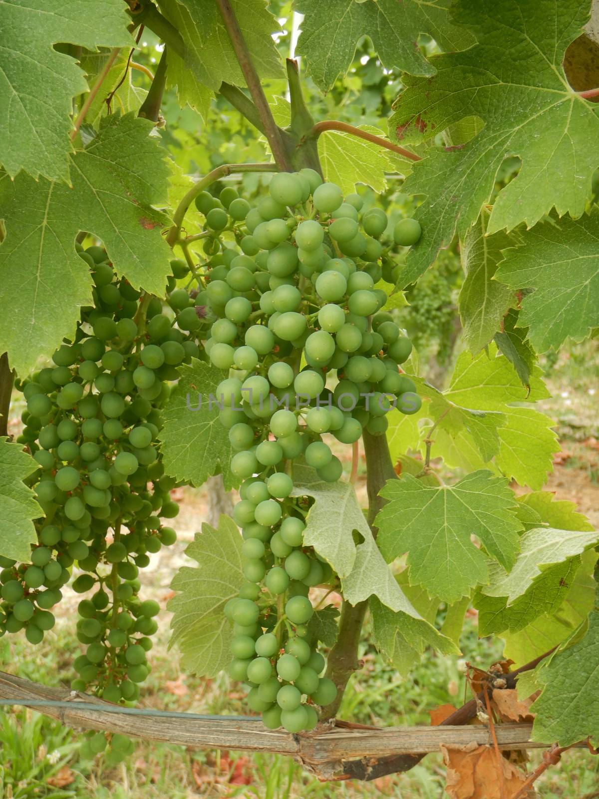 Clusters in maturation in the Langhe hills, Piedmont - Italy by cosca