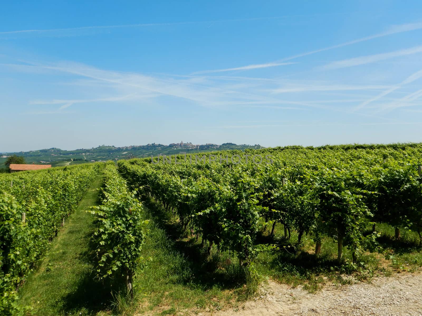 View of the vineyards on the Langhe hills near Serralunga d'Alba, Piedmont - Italy