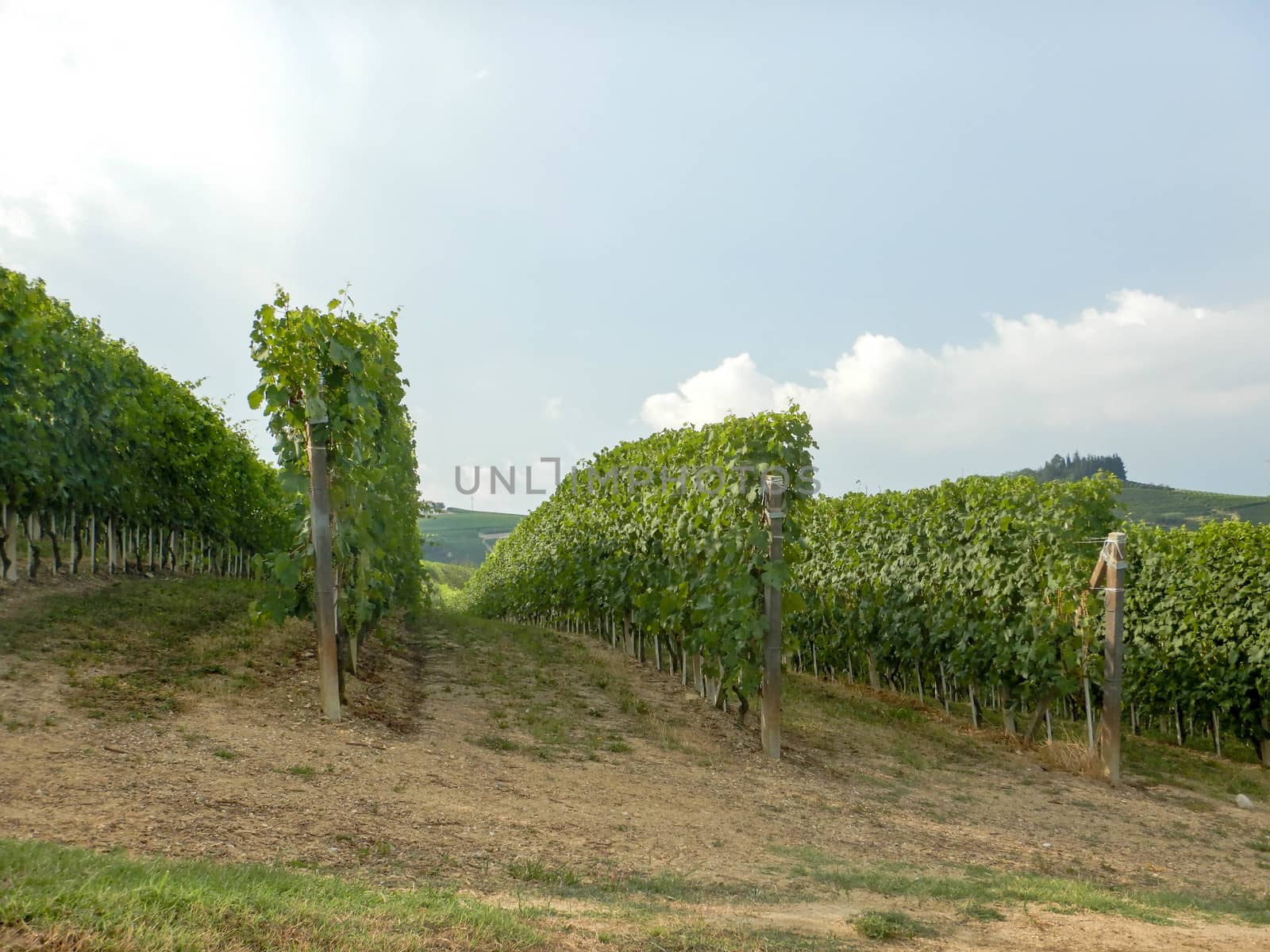 A vineyard near La Morra, Piedmont - Italy