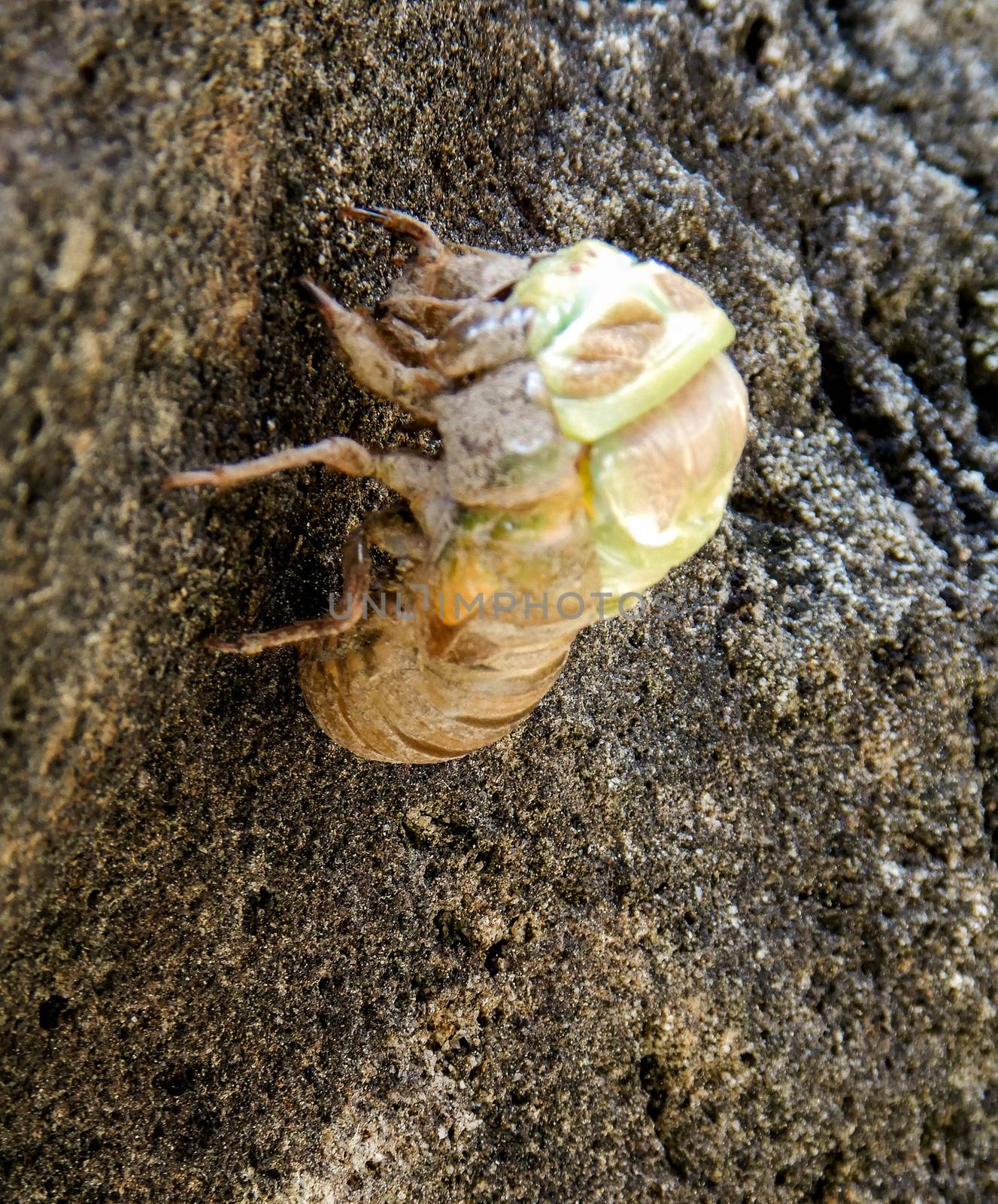 Cicada that is turning from larva to adult insect