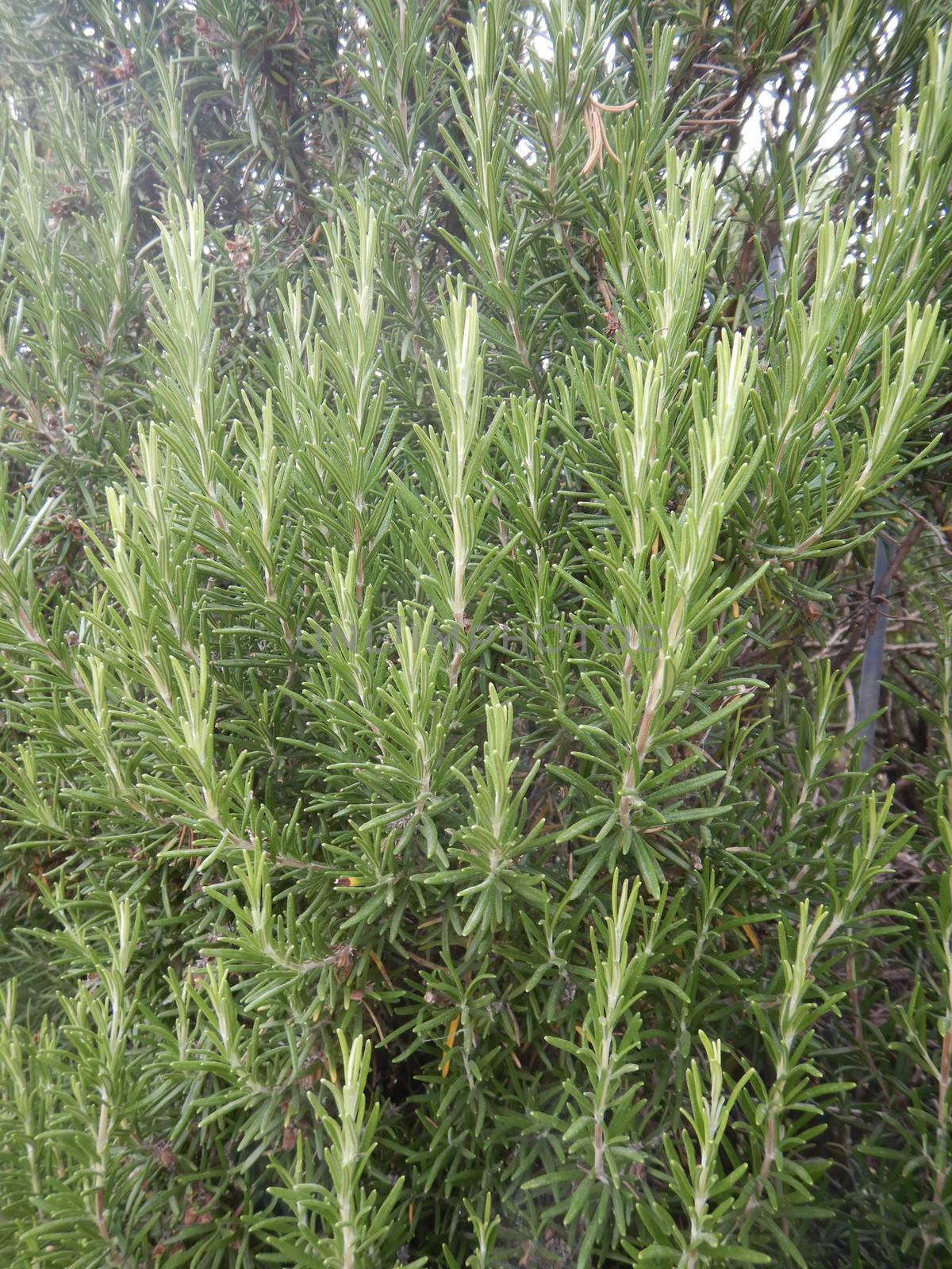 A rich green rosemary plant by cosca