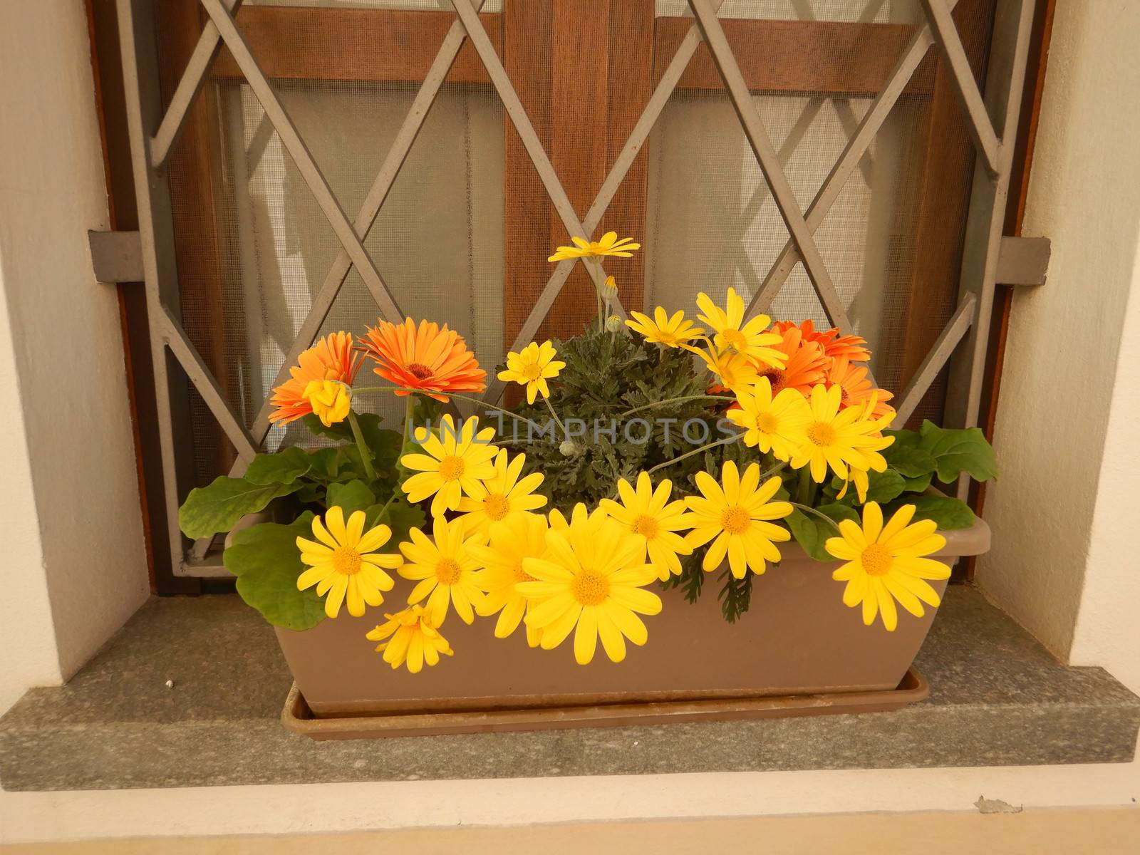Yellow flower pot on a window sill by cosca