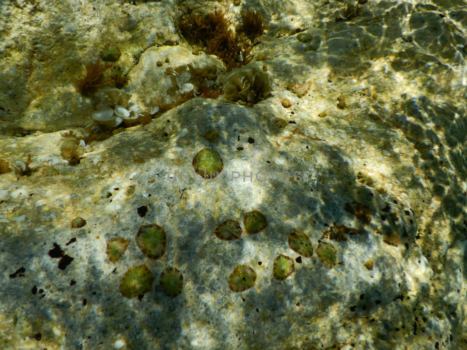 Some limpets on a rocks in Noli, Liguria - Italy