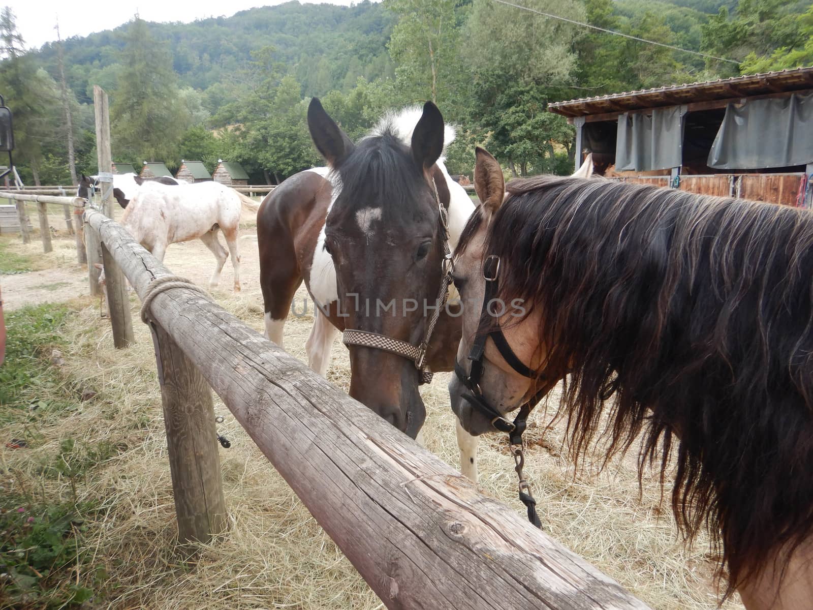 Horses in the fence of a farm by cosca