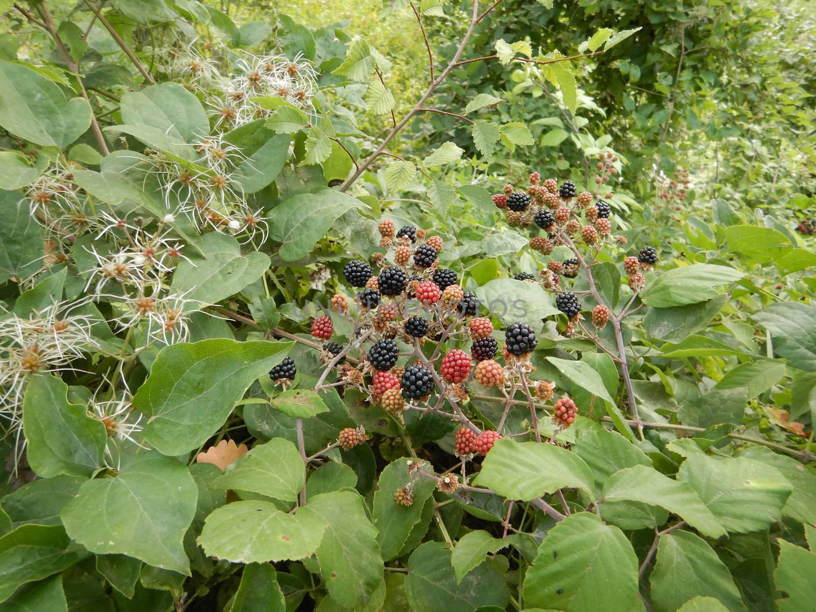 Bush with blackberries in the woods of La Morra, Piedmont - Ital by cosca