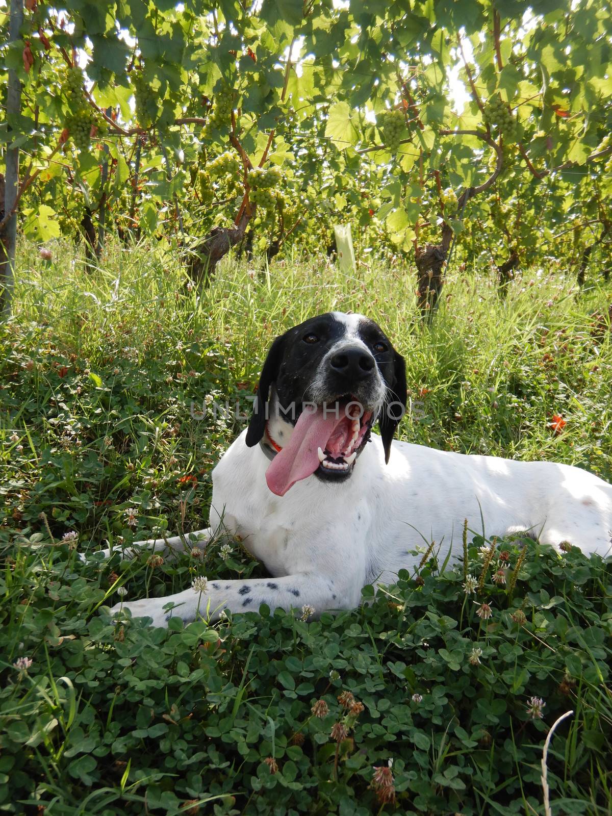 Truffle dog in the Langhe by cosca