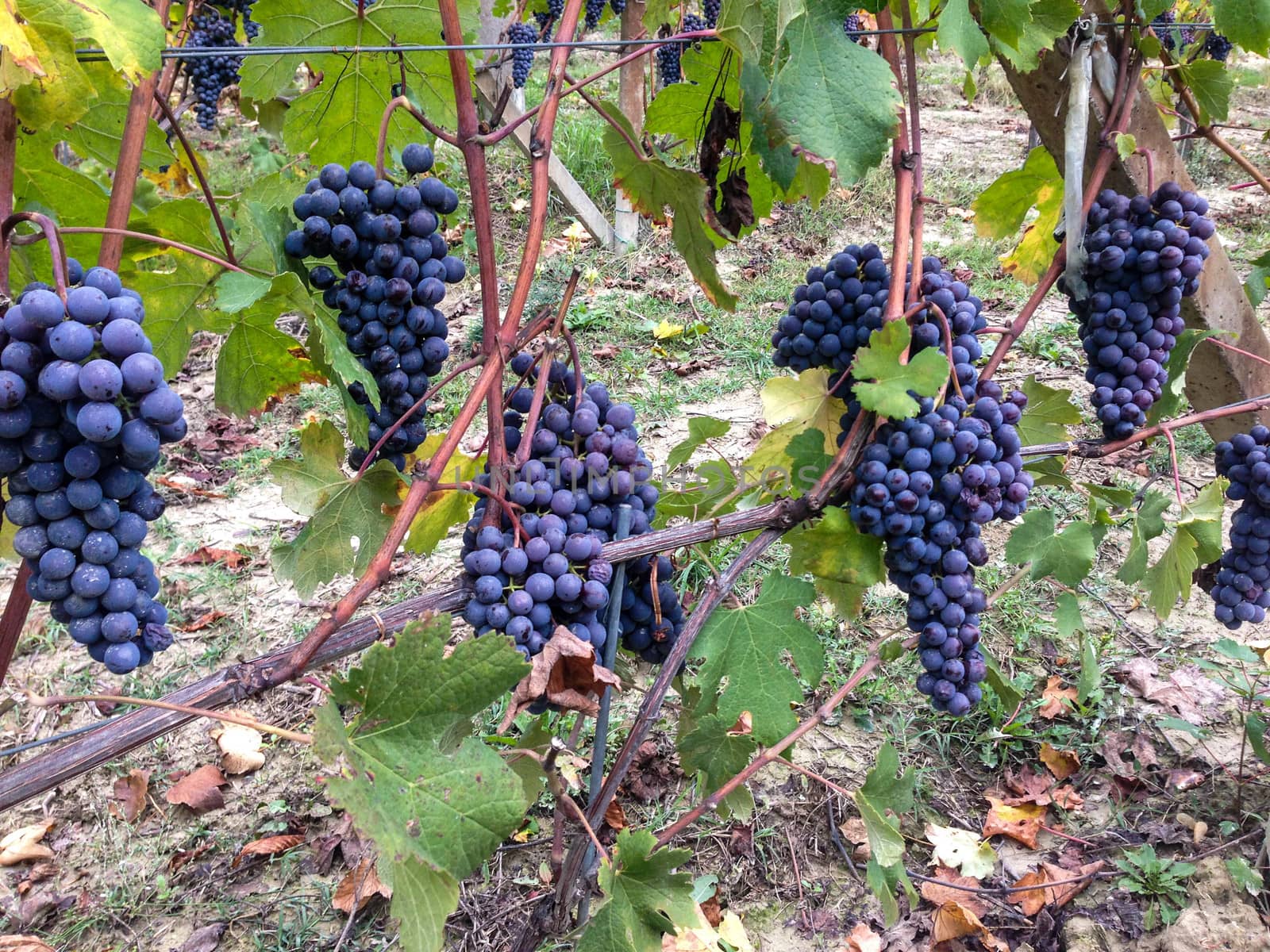 Nebbiolo grapes in Langhe vineyards by cosca