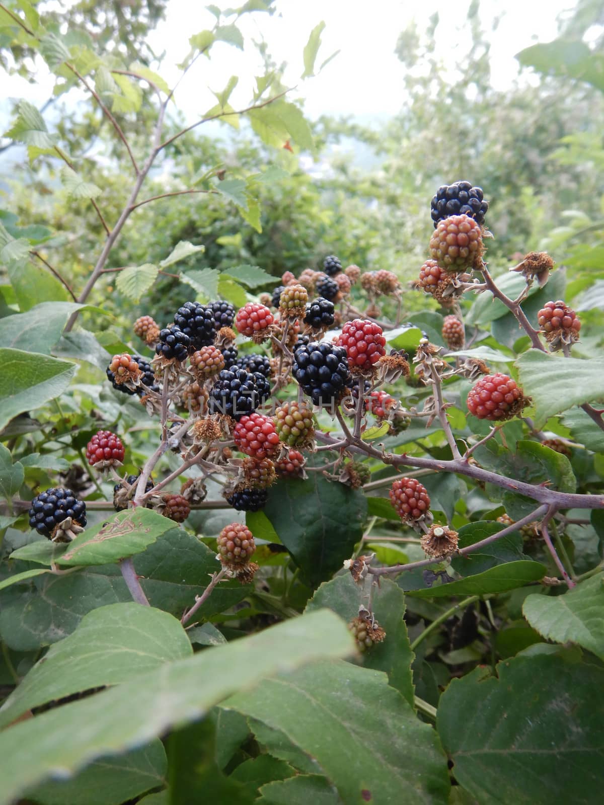 Bush with blackberries in the woods of La Morra, Piedmont - Ital by cosca