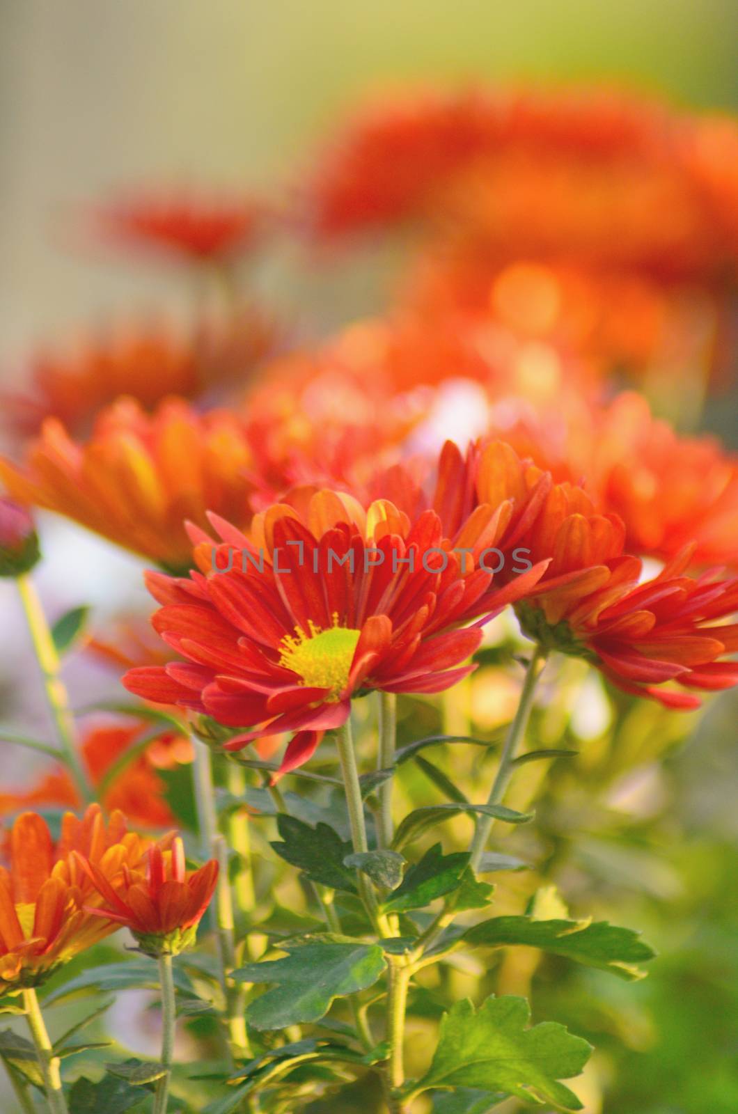 Flowers of chrysanthemum of the Aster family by moviephoto