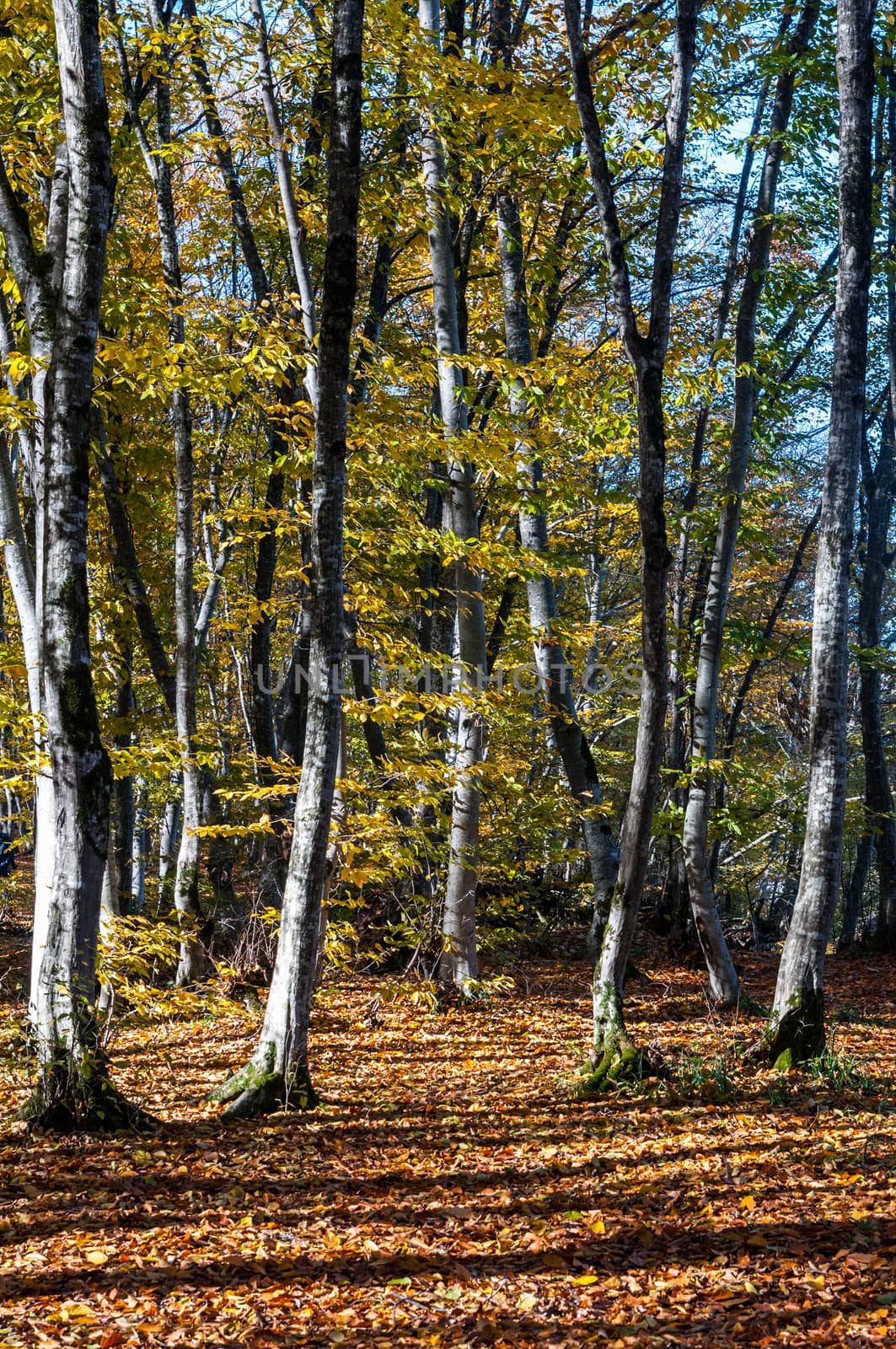 Yellowing trees in a forest in autumn Azerbaijan