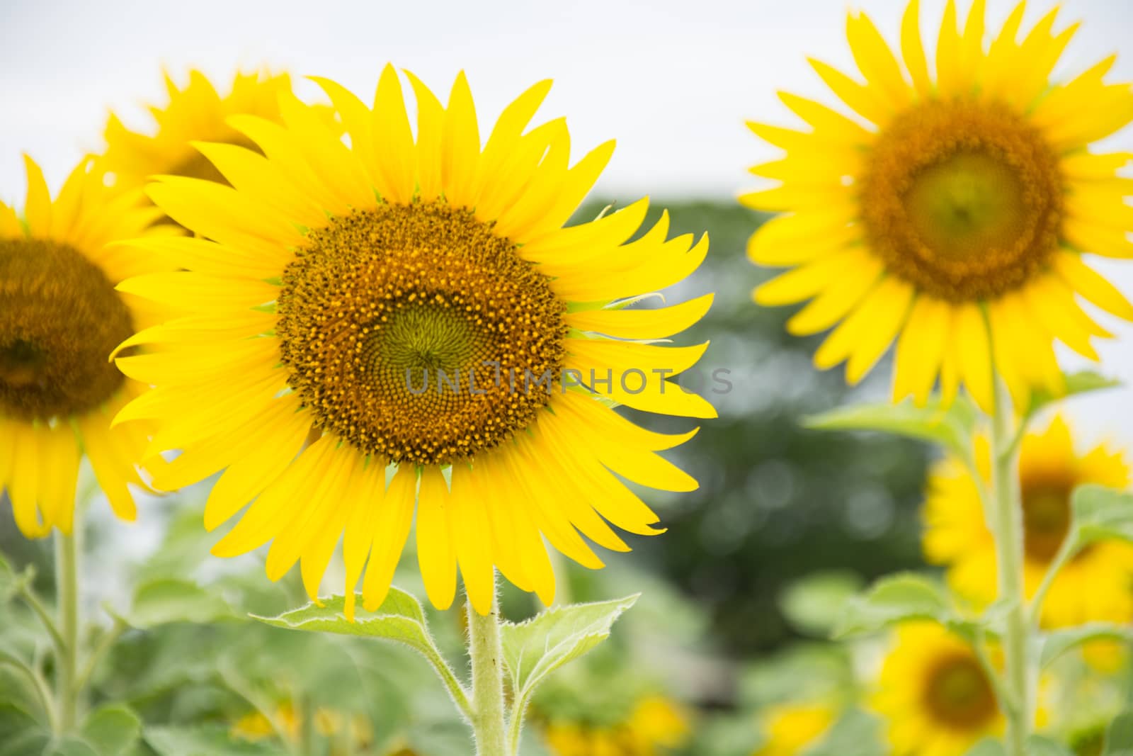 Close-up of sun flower against a blue sky